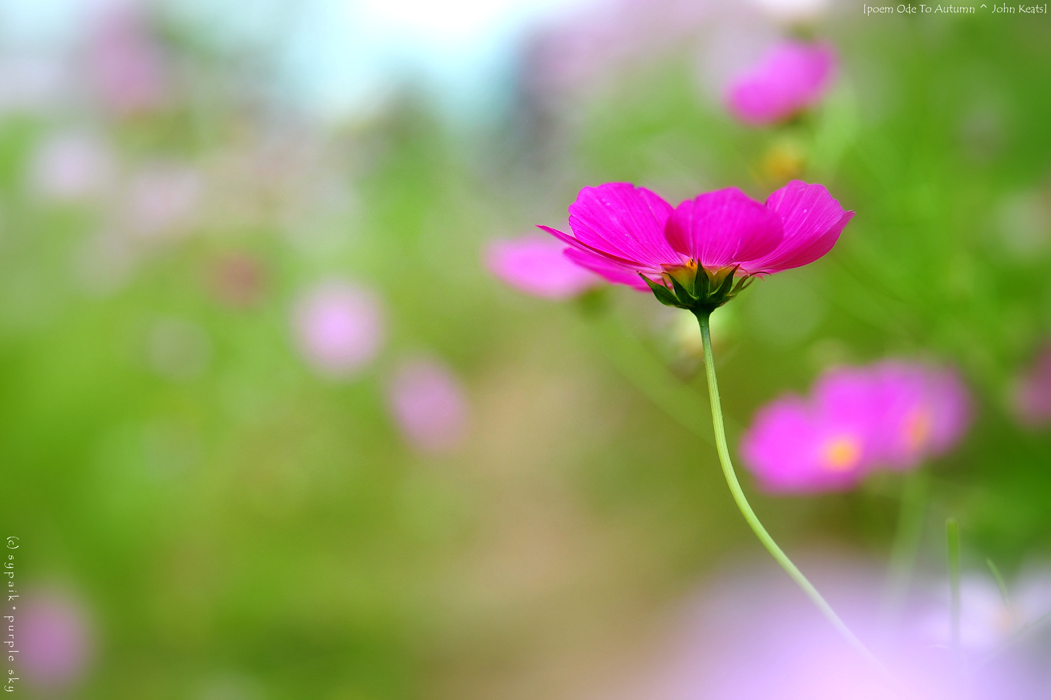 Nikon AF-S Micro-Nikkor 60mm F2.8G ED sample photo. Ode to autumn v photography