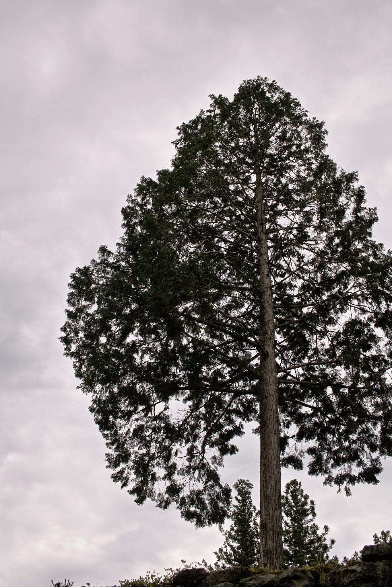 Sigma DP2x sample photo. A big tree photography