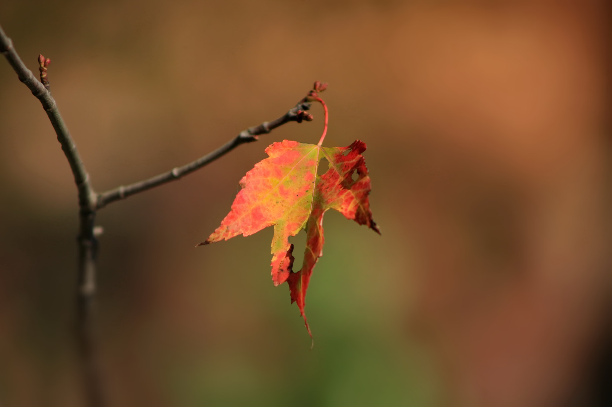 Canon EOS-1Ds Mark III sample photo. Autumn etude with maple leaf photography