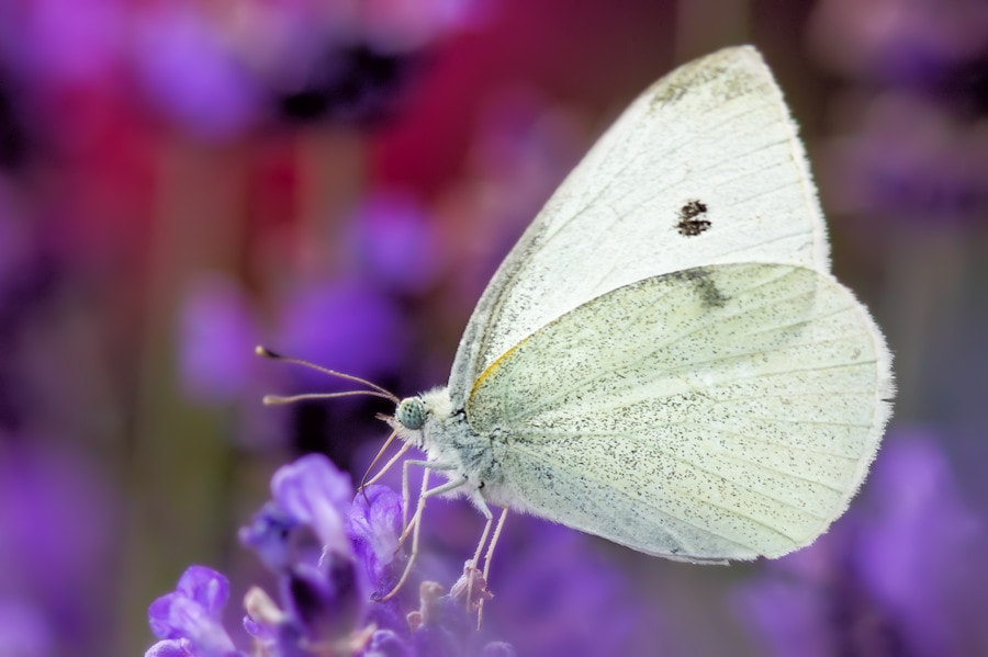 Canon EOS 6D + Canon EF 300mm F4L IS USM sample photo. Kleiner kohlweissling photography