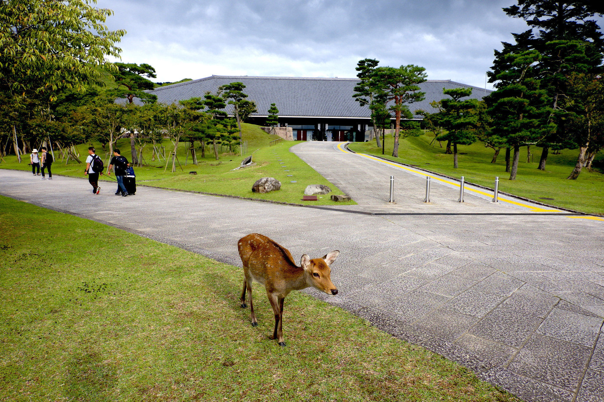 Fujifilm X-T1 + Fujifilm XC 16-50mm F3.5-5.6 OIS II sample photo. Nara / 奈良 photography