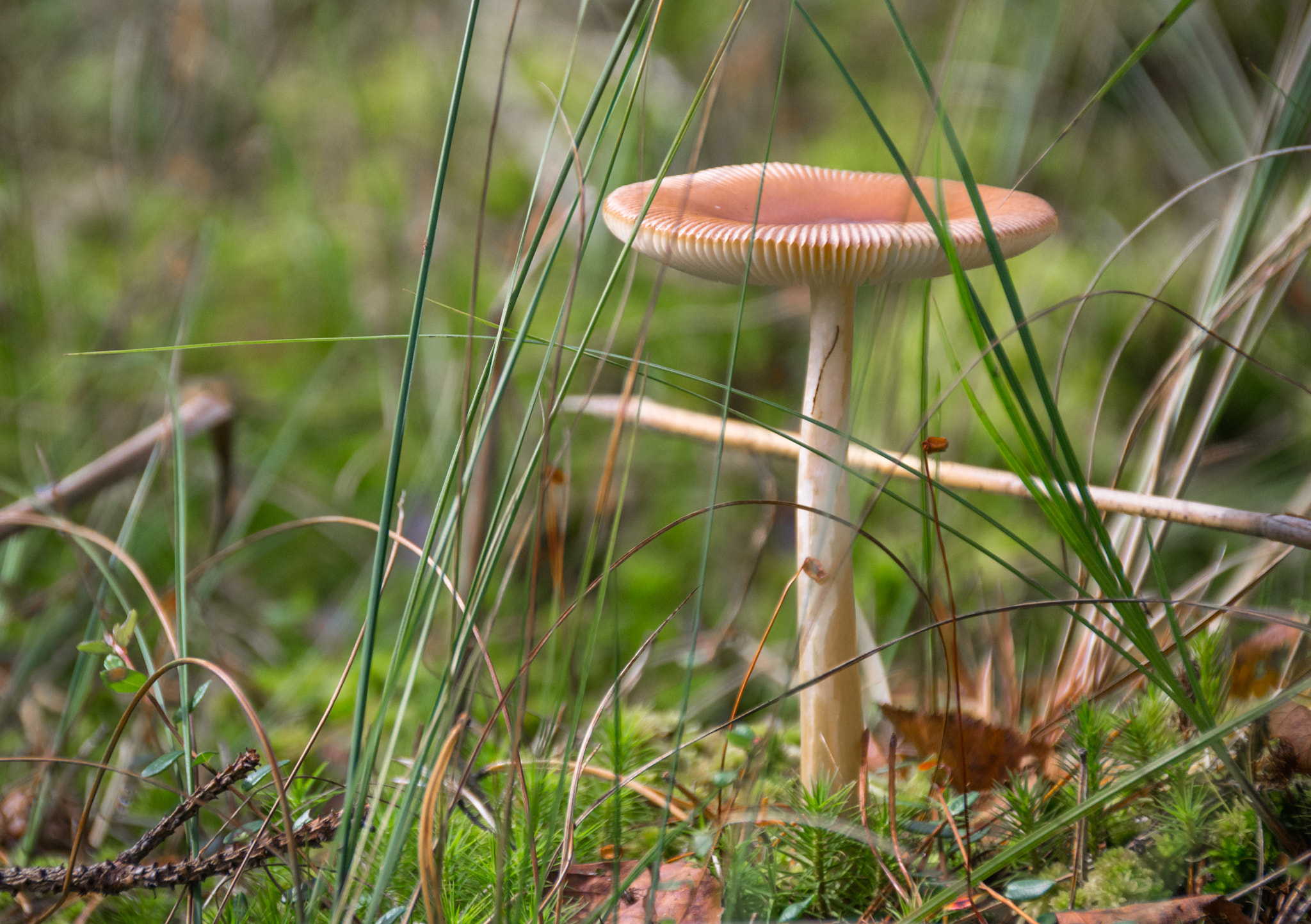 Nikon D3100 + Sigma 18-200mm F3.5-6.3 II DC OS HSM sample photo. Romantic mushroom photography