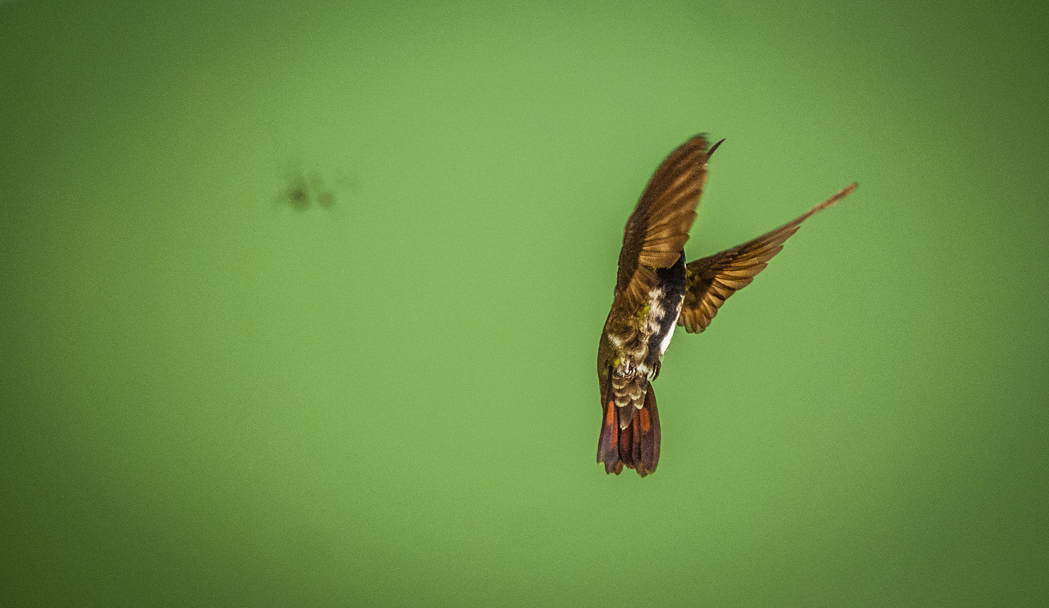 Nikon D80 + Sigma 24-70mm F2.8 EX DG Macro sample photo. Hummingbird in green photography