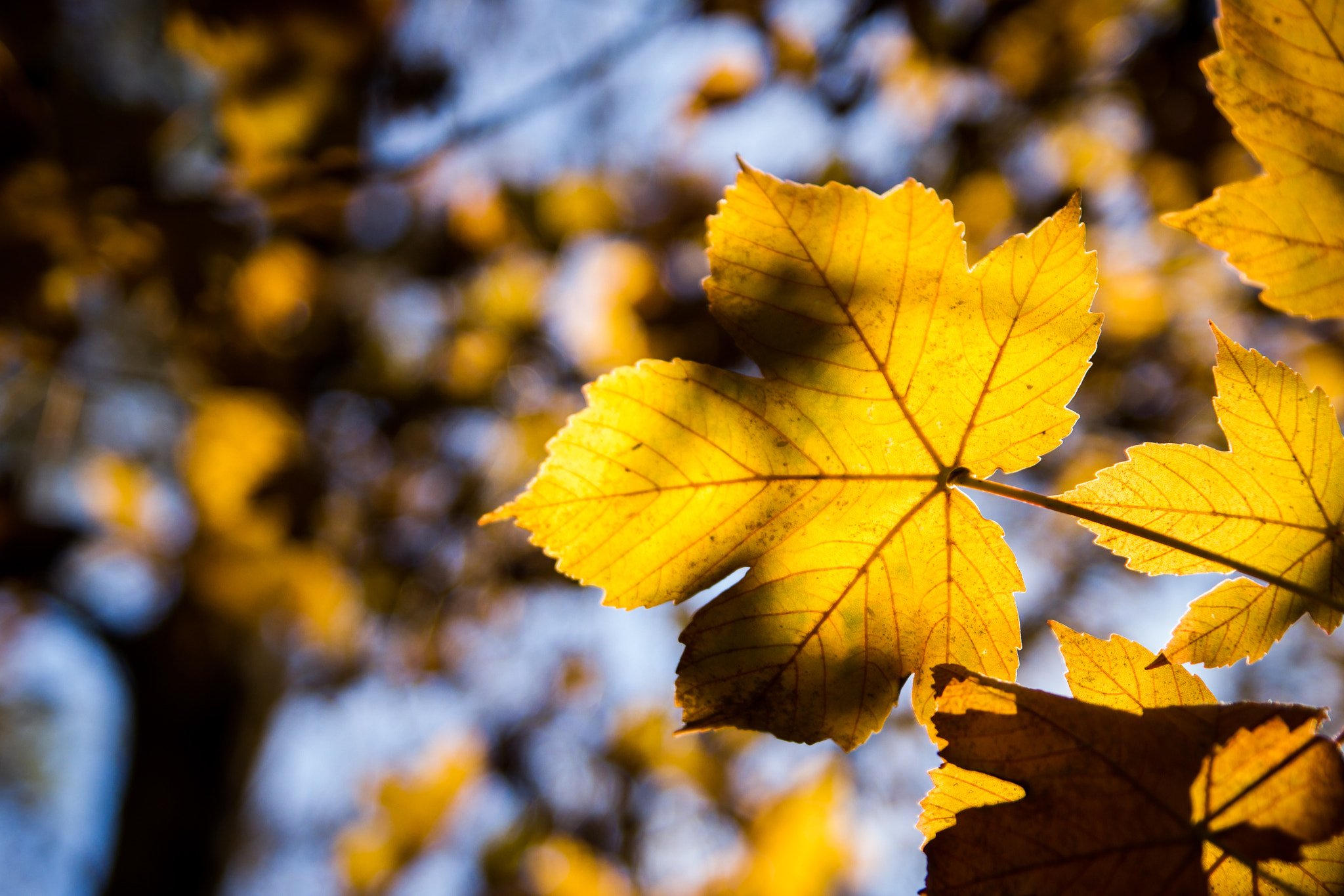 Sony Alpha DSLR-A450 sample photo. Automne... photography