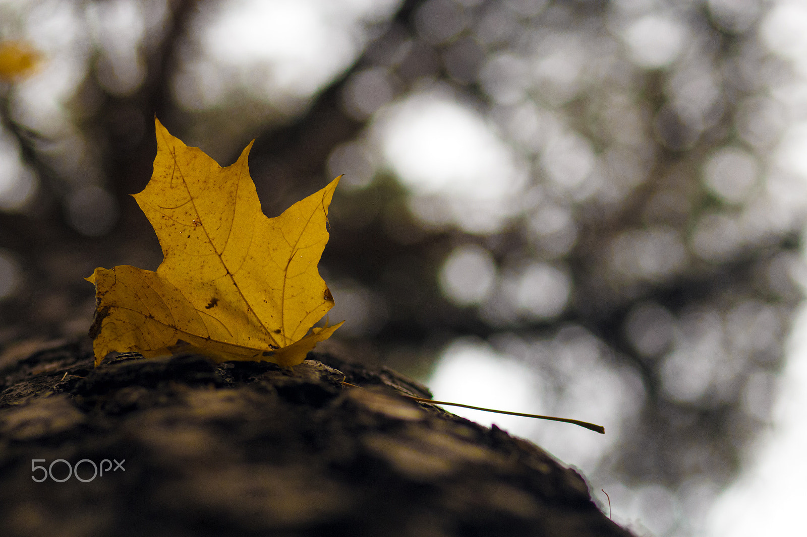 Canon EOS 600D (Rebel EOS T3i / EOS Kiss X5) + Canon EF 100mm F2.0 USM sample photo. Maple's leaf photography