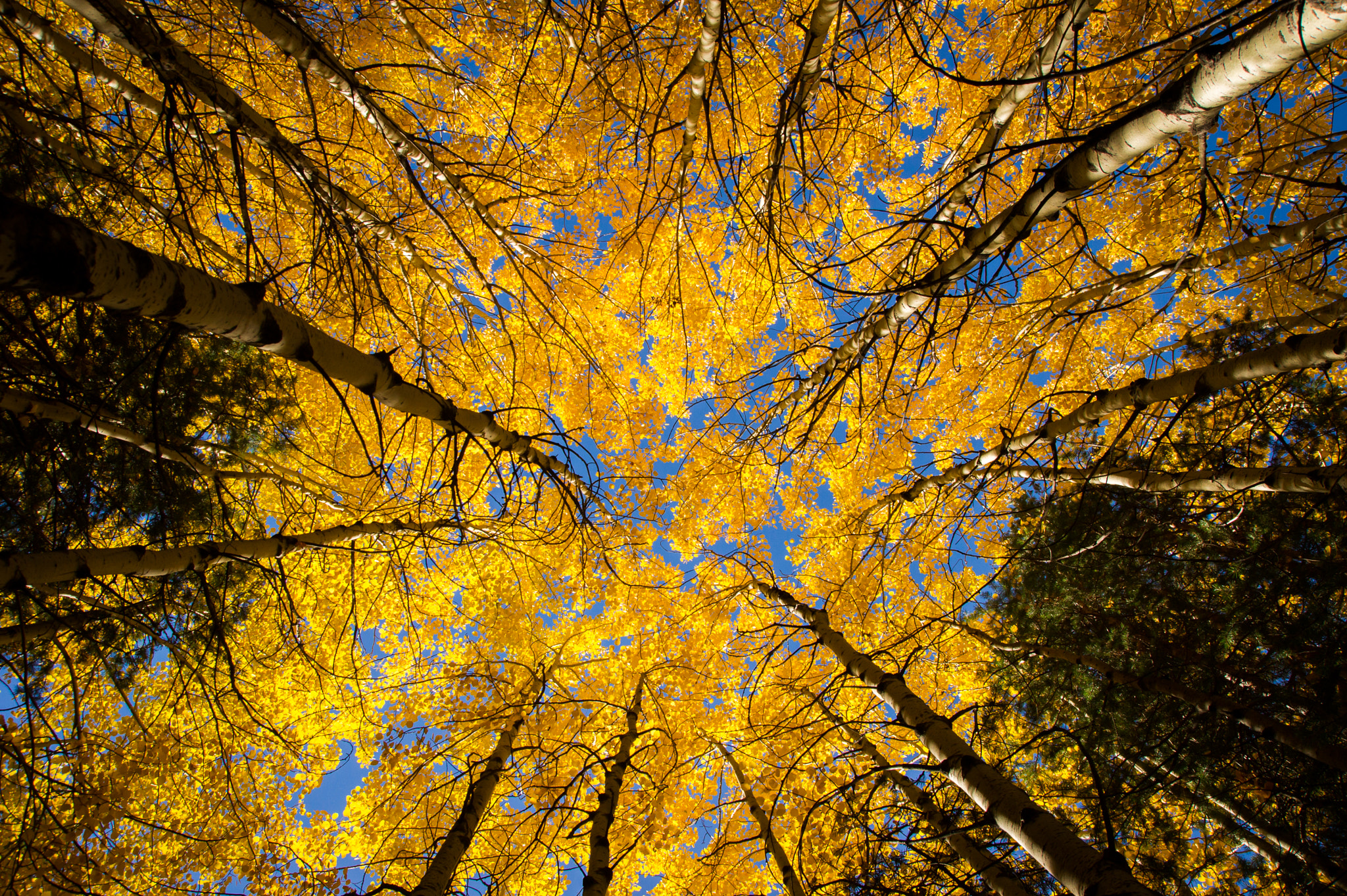 Sony Alpha DSLR-A450 sample photo. Prommenons nous dans les bois... photography