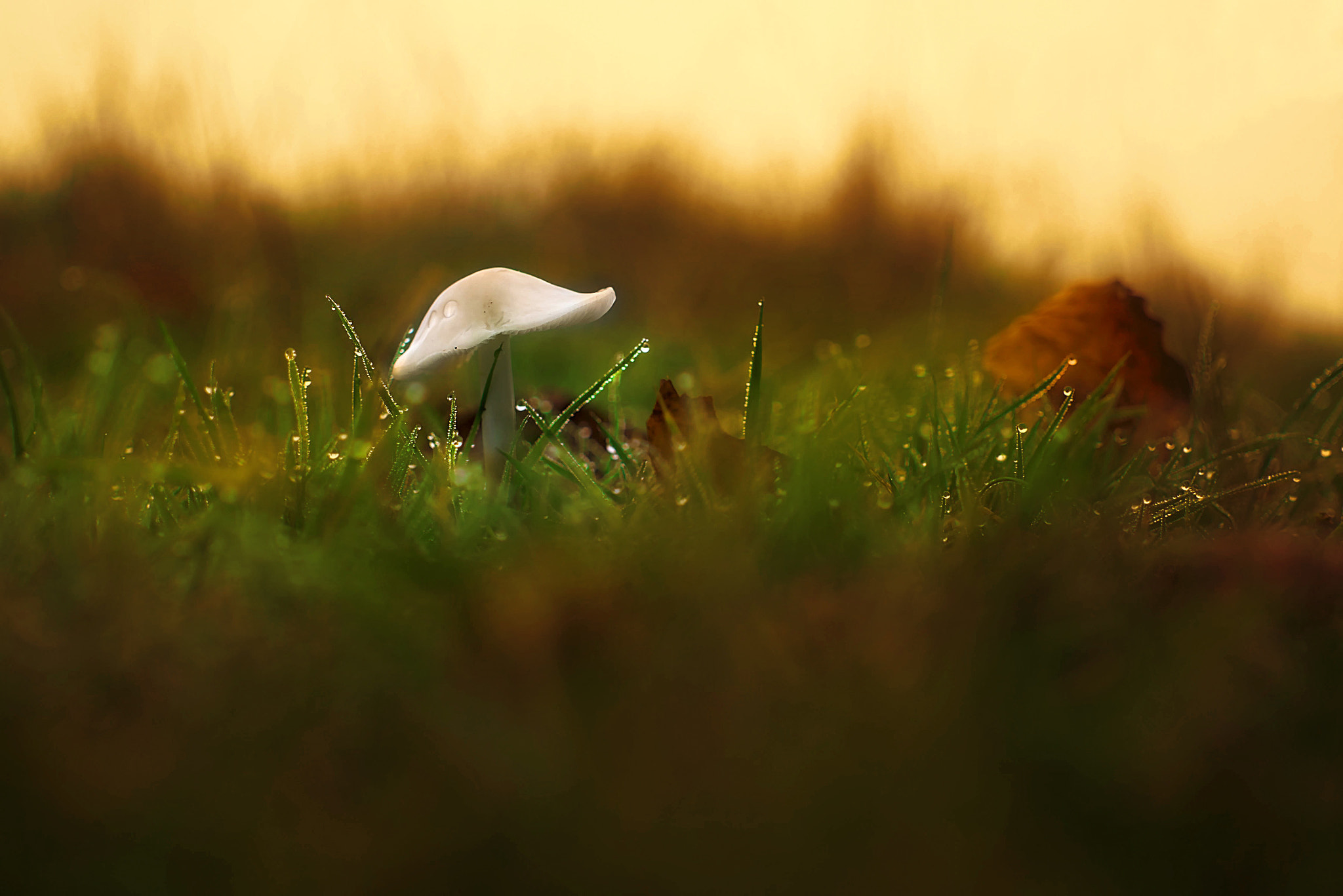 Panasonic Lumix DMC-GF6 sample photo. Mushroom photography