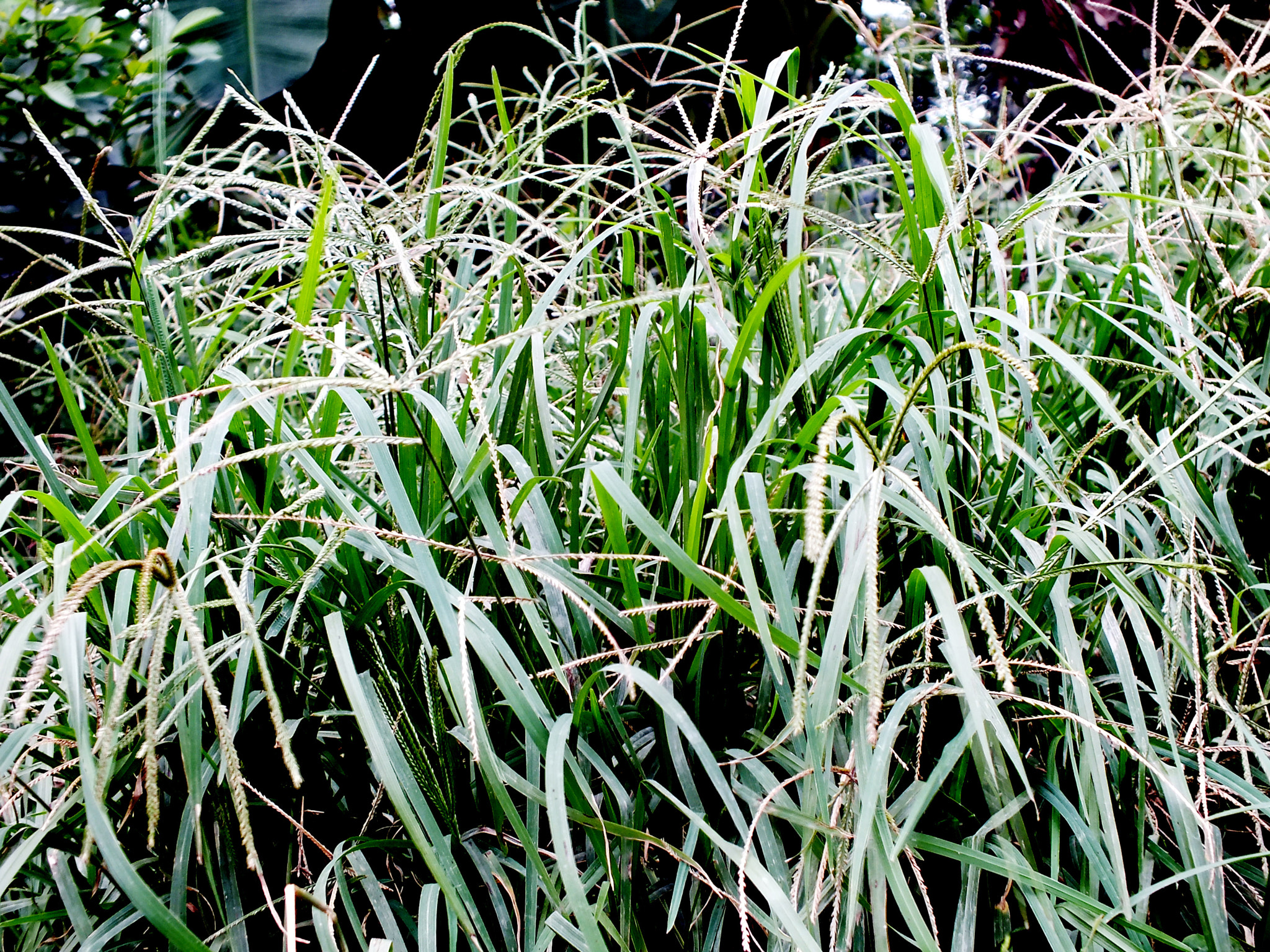 Fujifilm FinePix HS33EXR sample photo. Grass photography