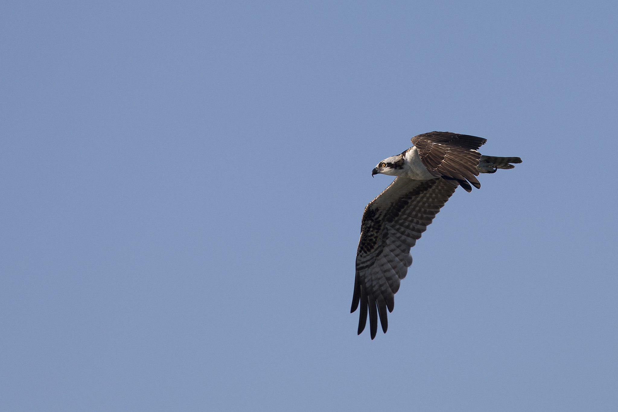 Canon EF 300mm F2.8L IS II USM sample photo. Osprey in flight photography