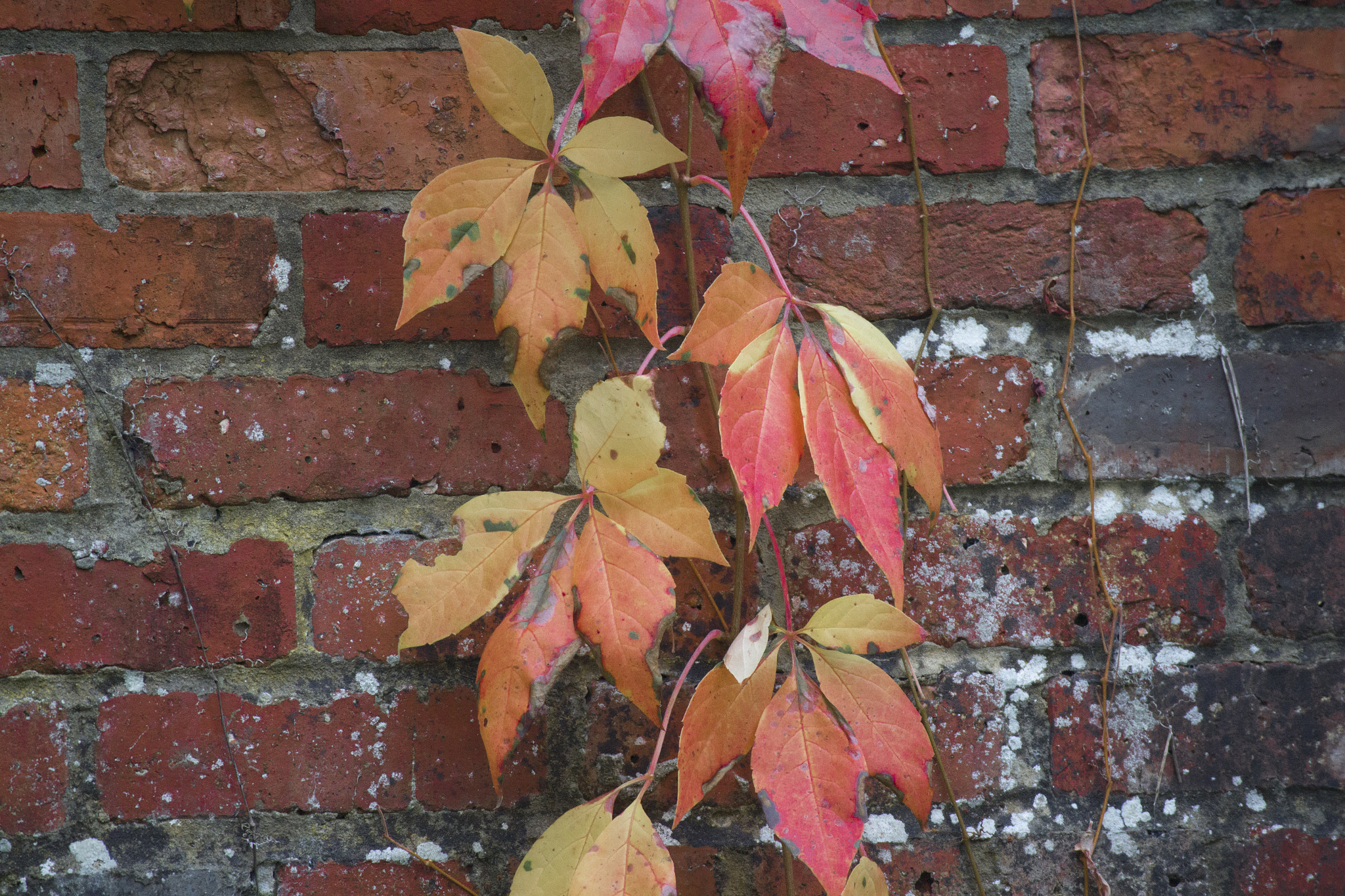 Canon EOS M sample photo. Autumnal leaves photography