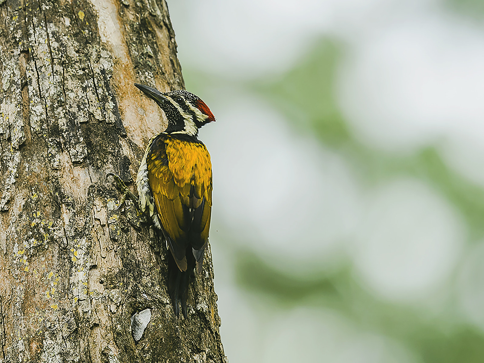 Nikon D500 + Nikon AF-S Nikkor 400mm F2.8E FL ED VR sample photo. Woodpecker photography