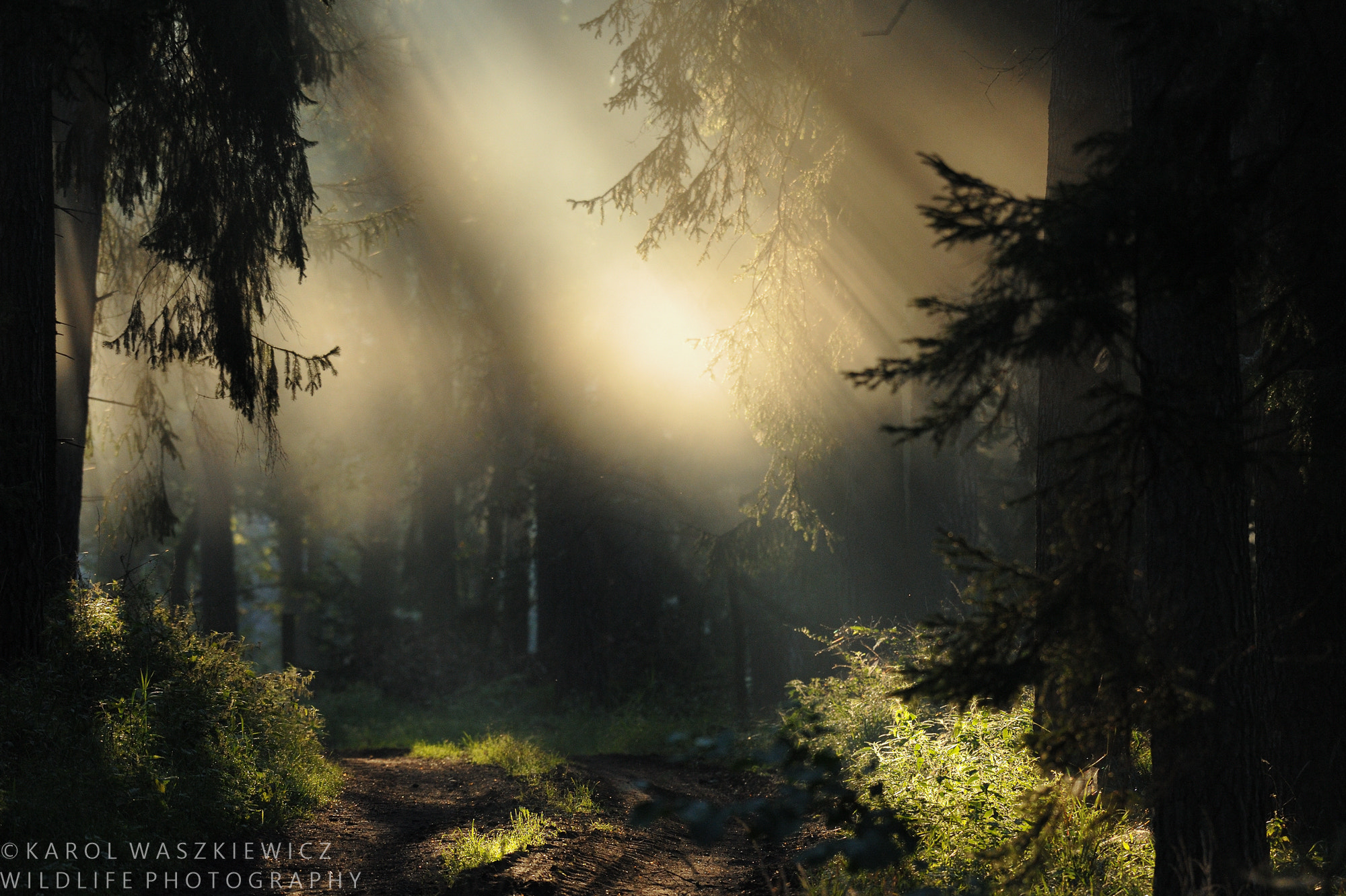 Nikon AF-S Nikkor 200-500mm F5.6E ED VR sample photo. Piska primeval forest. ne poland photography