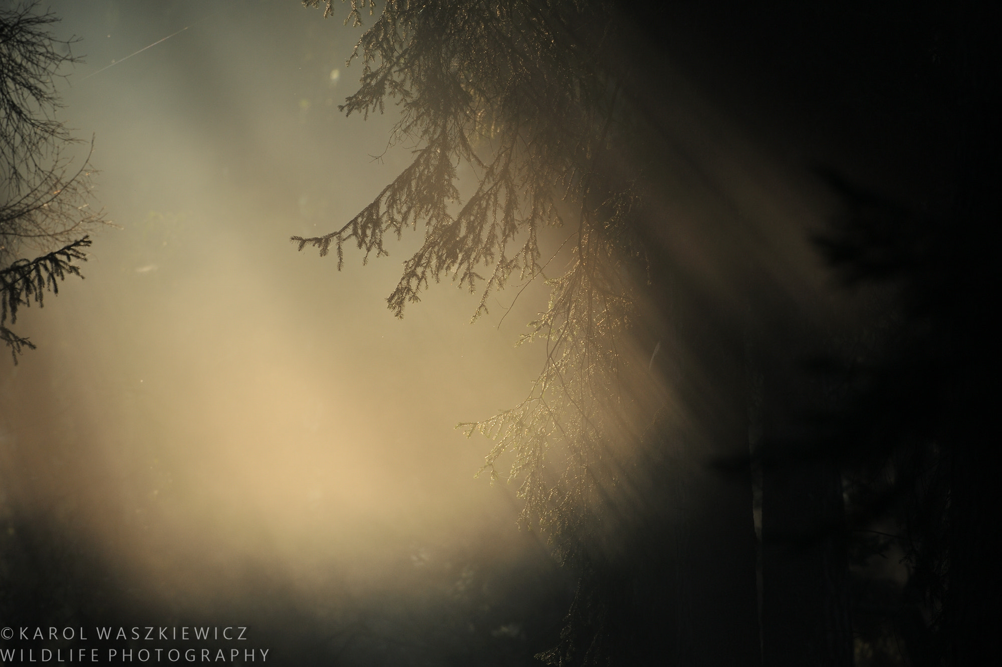 Nikon AF-S Nikkor 200-500mm F5.6E ED VR sample photo. Dspiska primeval forest. ne polandc photography