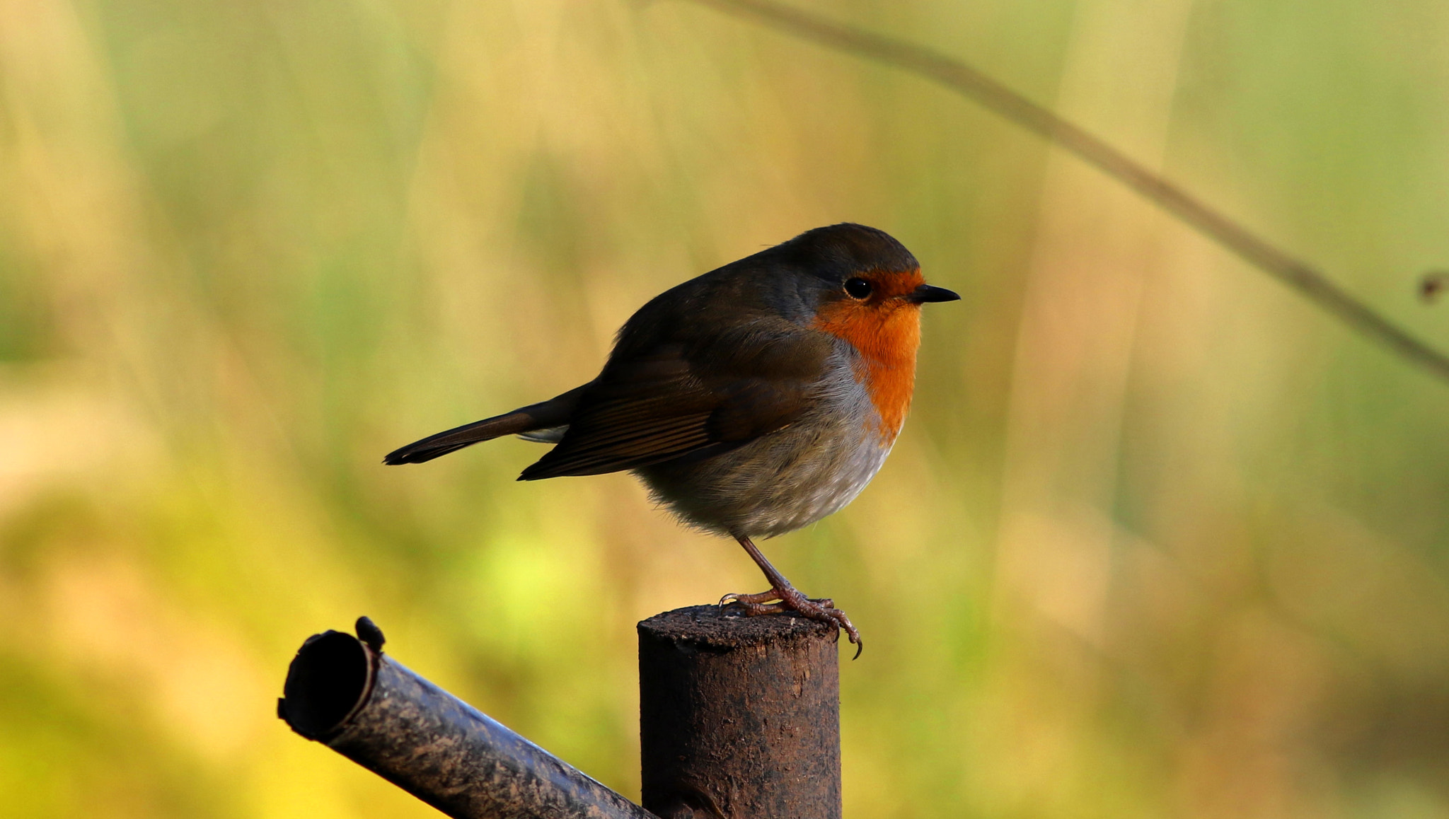 Canon EF 300mm F4L IS USM sample photo. Robin photography