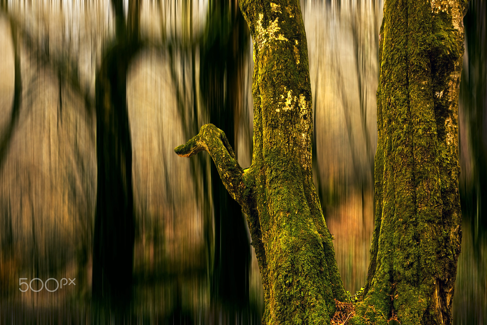 Nikon AF Nikkor 24-85mm F2.8-4D IF sample photo. Forest photography