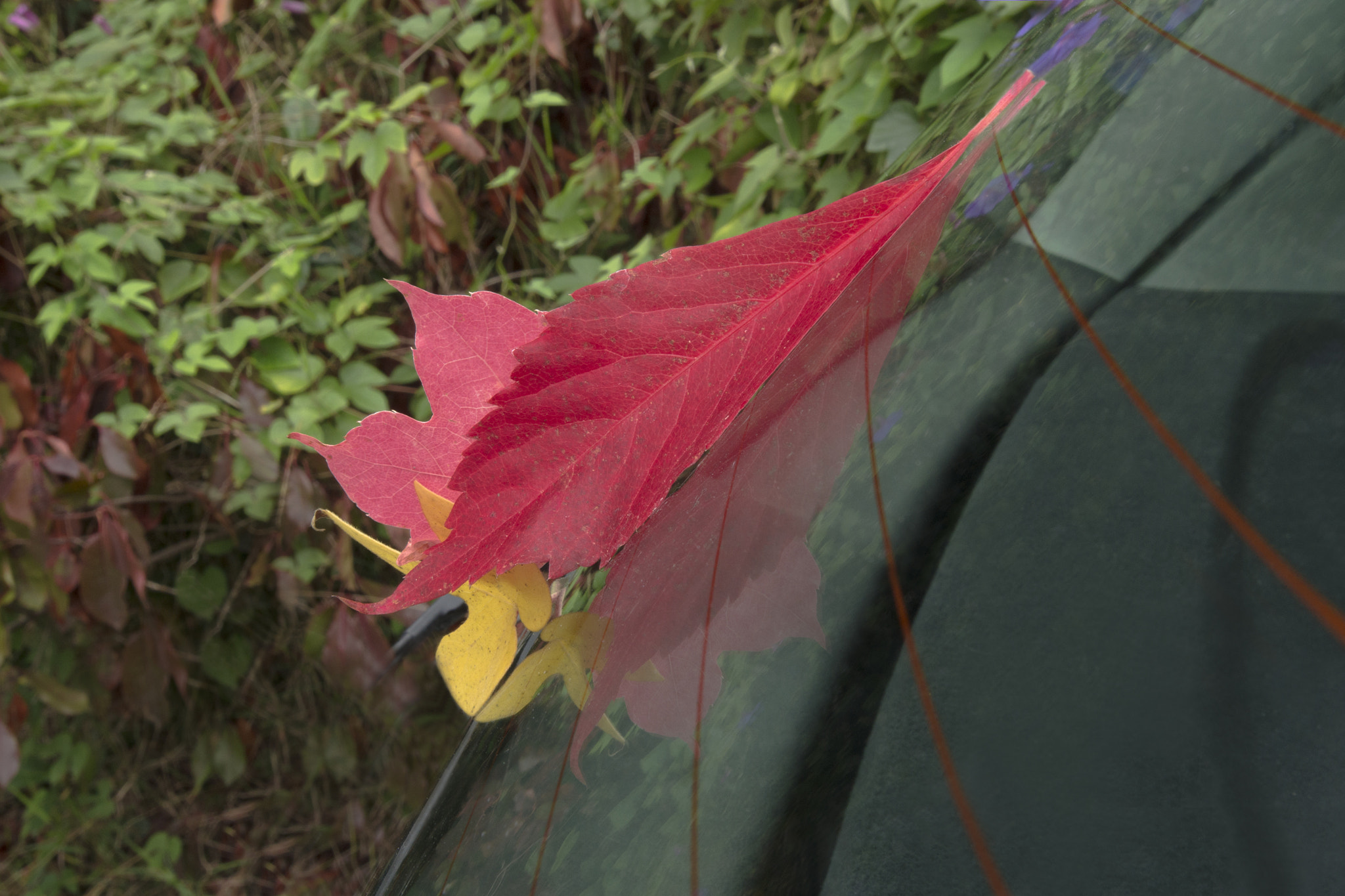 Nikon AF-S Nikkor 17-35mm F2.8D ED-IF sample photo. " reflectophotography - the red leaf... " photography