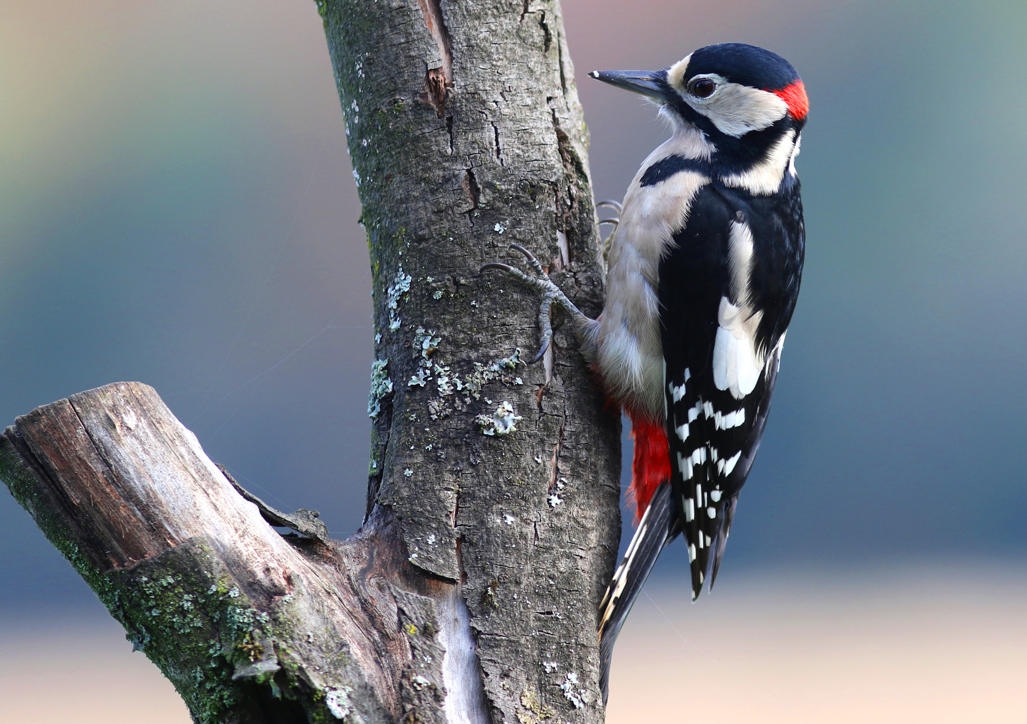 Canon EF 300mm F4L IS USM sample photo. Great spotted woodpecker photography