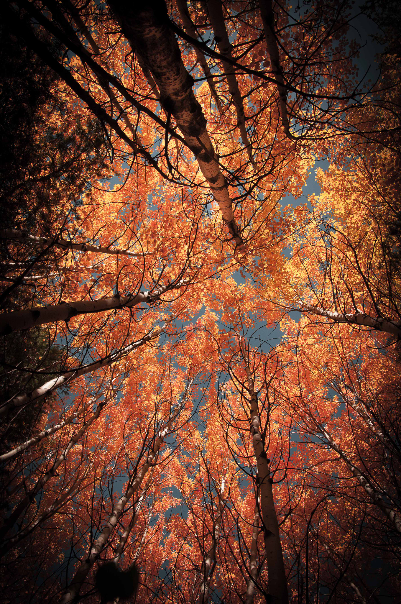 Nikon D300 + Sigma 18-35mm F1.8 DC HSM Art sample photo. Sous les feuillages photography