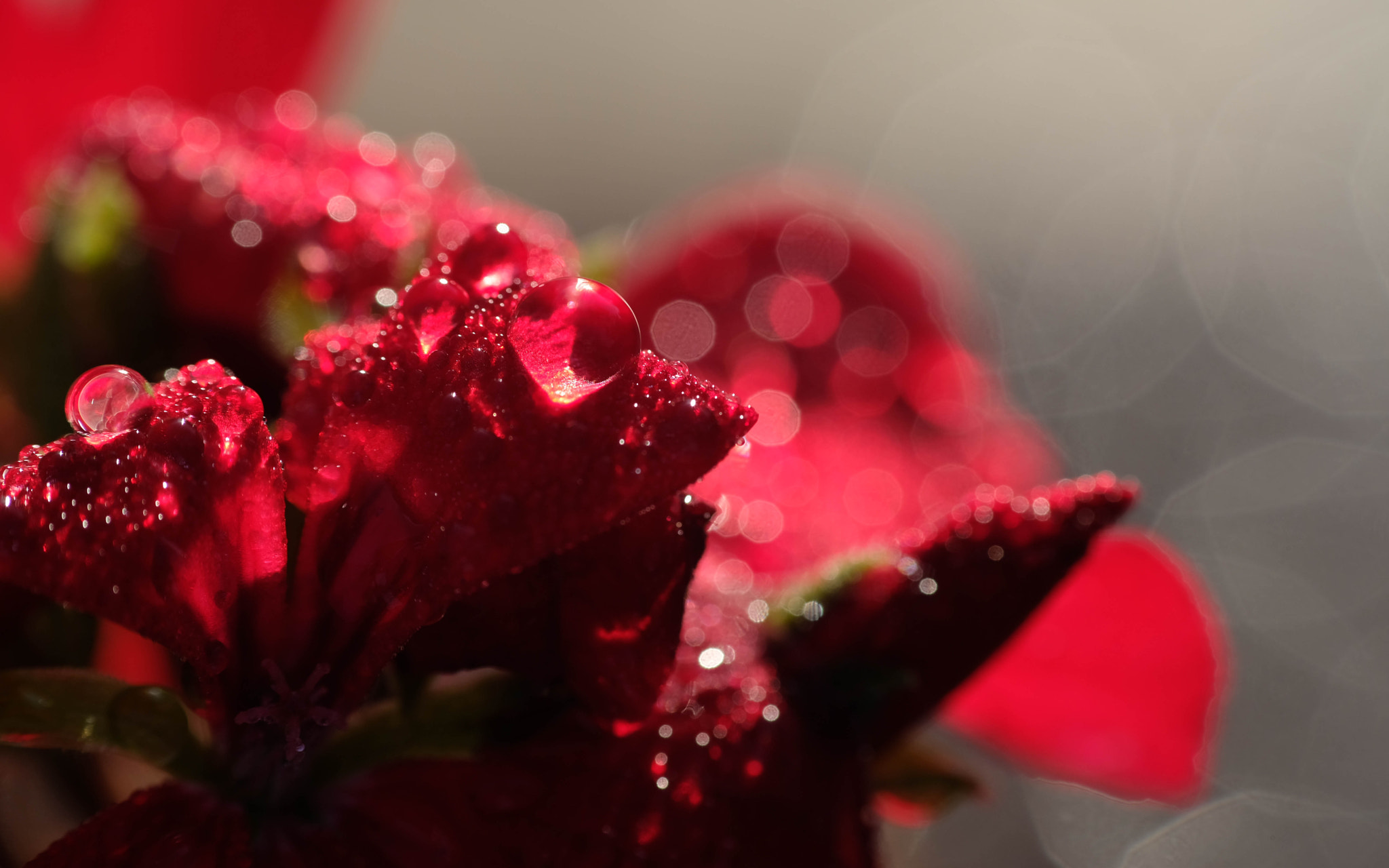 Fujifilm X-Pro2 + Fujifilm XF 60mm F2.4 R Macro sample photo. Le temps de la méditation photography