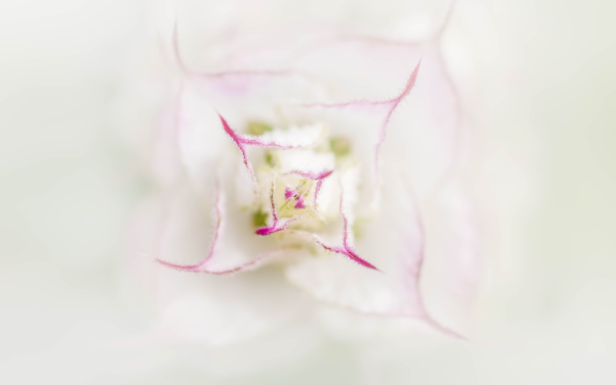 Fujifilm X-Pro2 + Fujifilm XF 60mm F2.4 R Macro sample photo. écrin floral photography