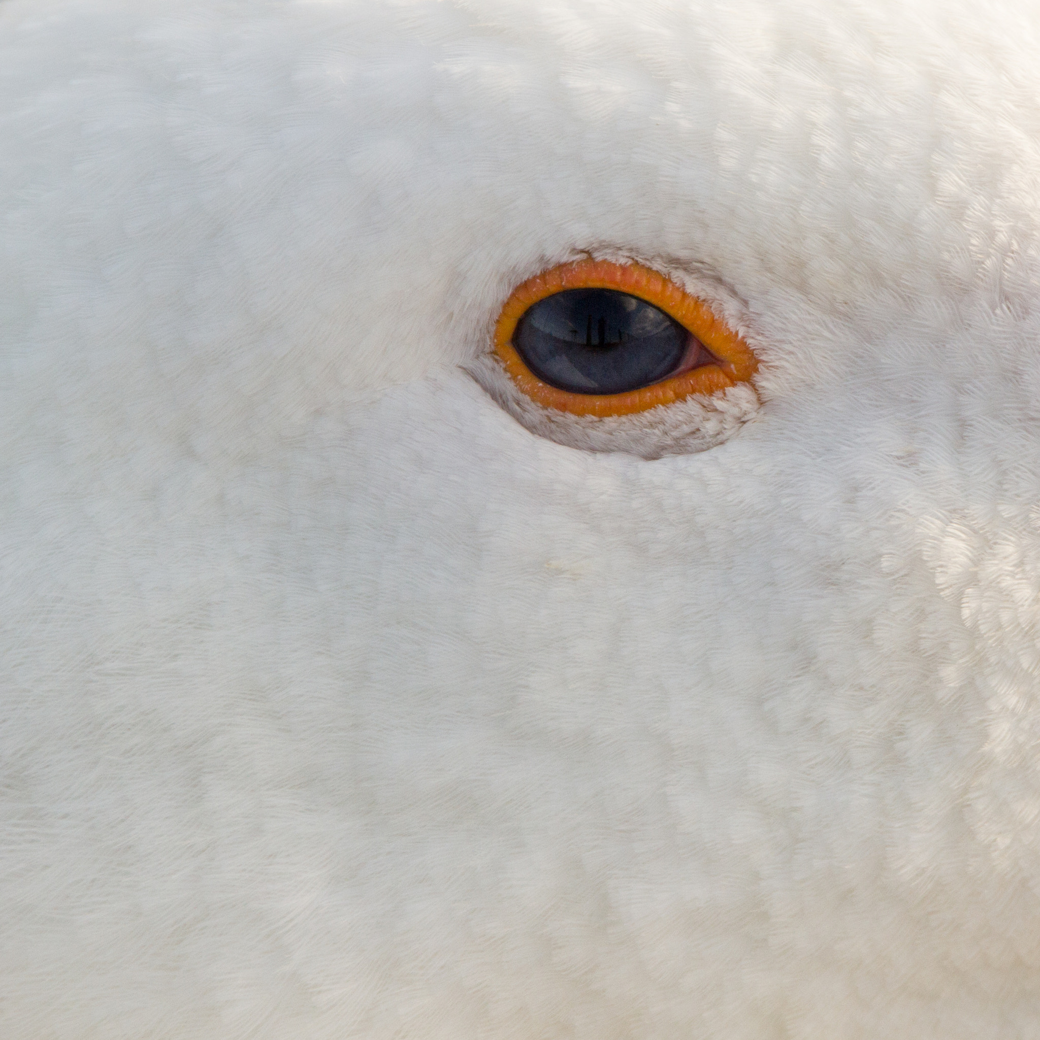 150-600mm F5-6.3 DG OS HSM | Contemporary 015 sample photo. Eye eye photography