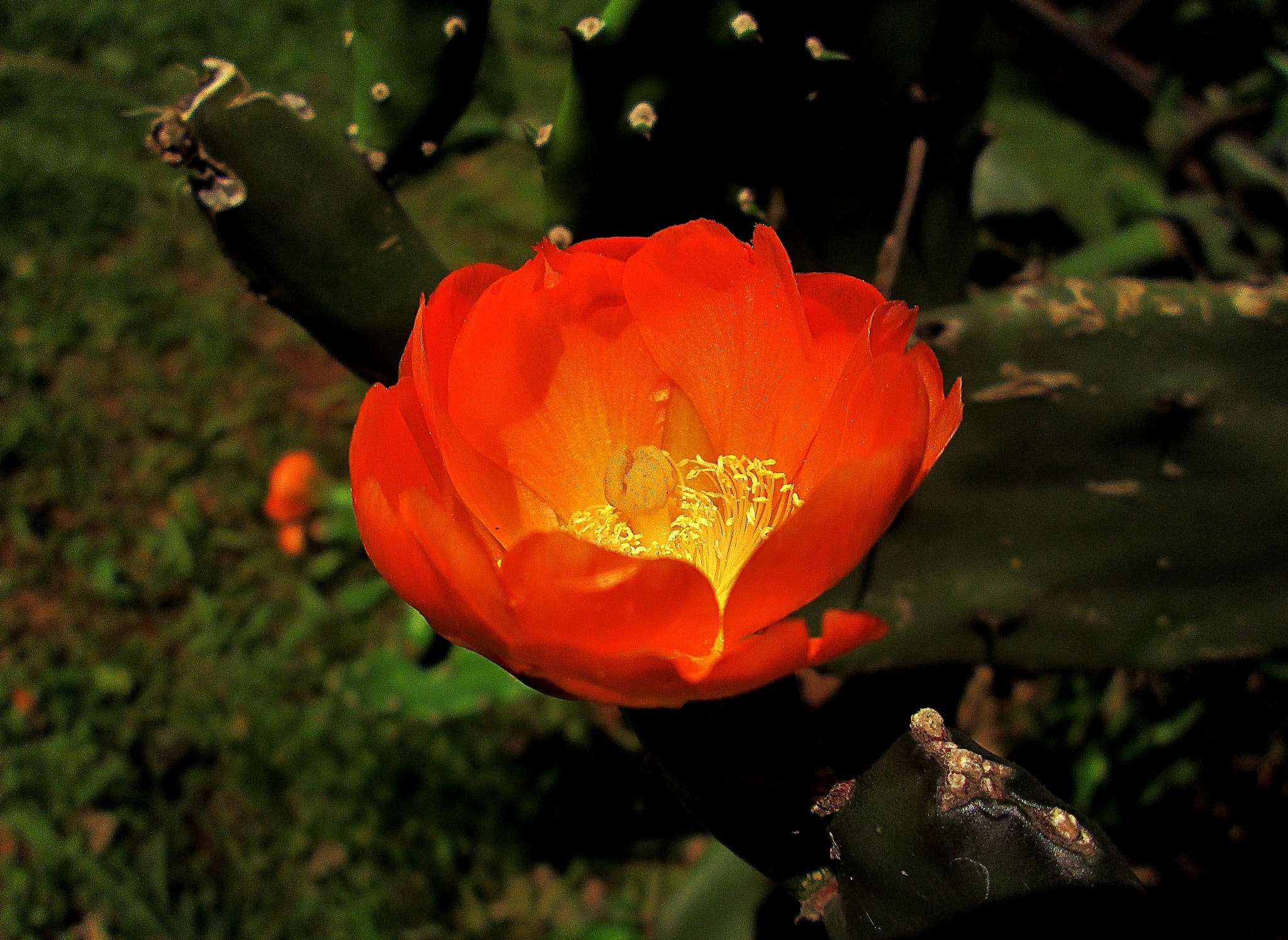 Canon PowerShot A3400 IS sample photo. Cactus flower photography