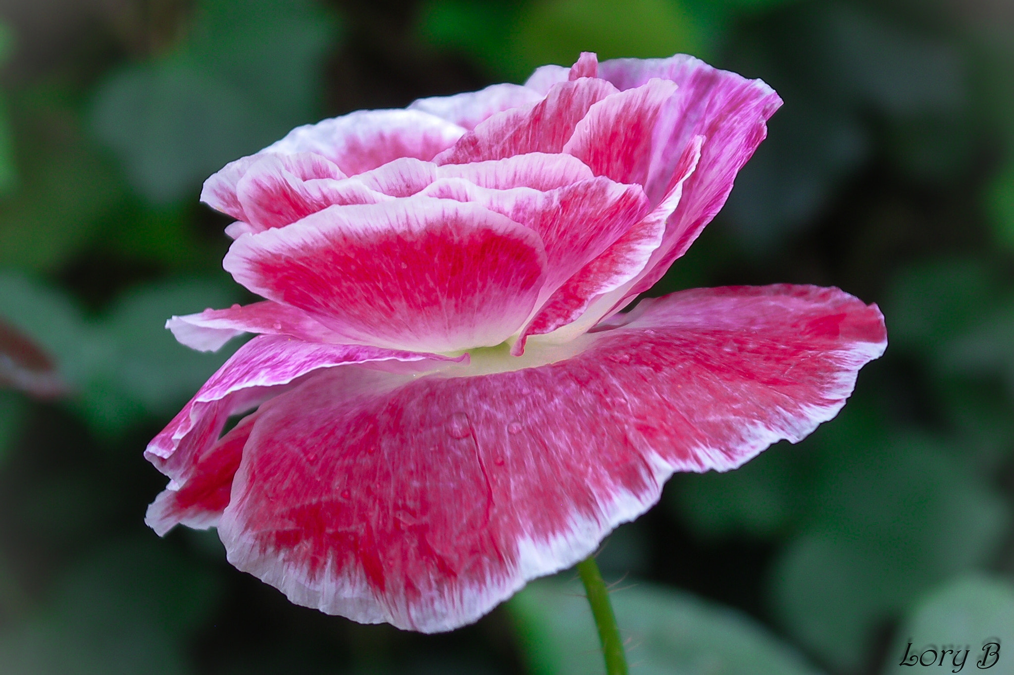 Pentax OPTIO 750Z sample photo. Fiore di papavero photography
