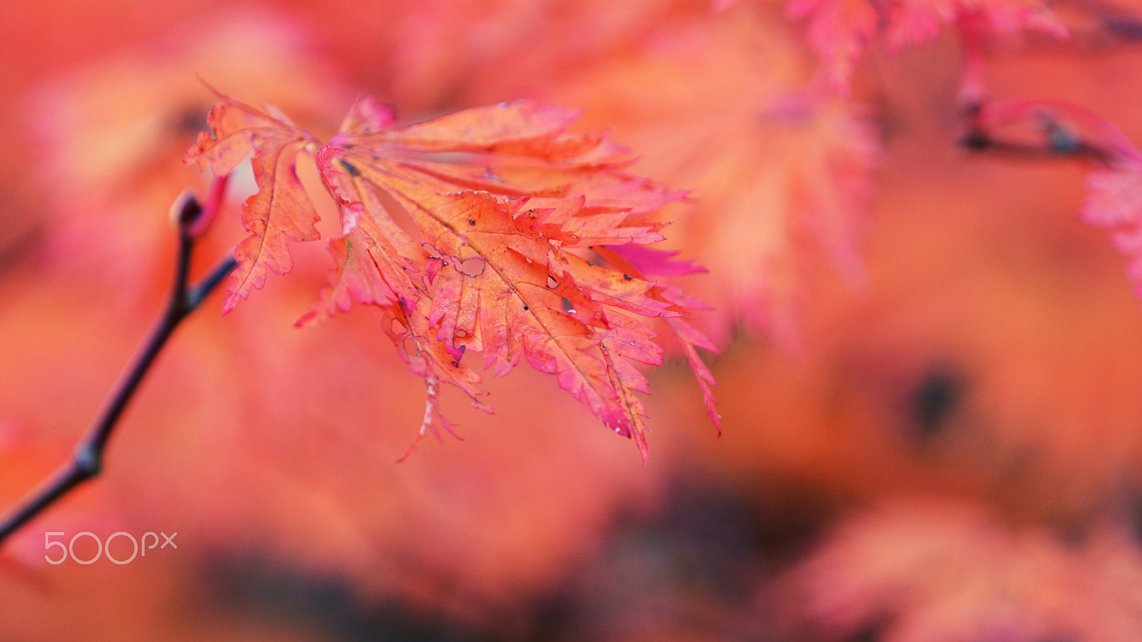 Nikon D7100 + Nikon AF Micro-Nikkor 200mm F4D ED-IF sample photo. Autumn red photography