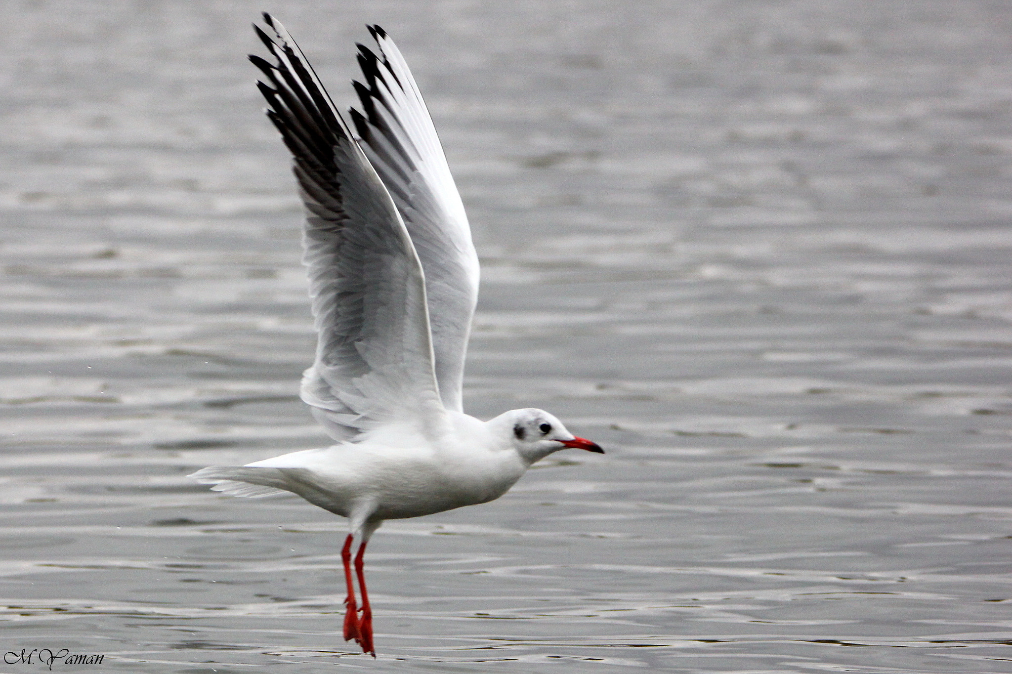 Tamron SP 150-600mm F5-6.3 Di VC USD sample photo. Karabaş martı » black-headed gull photography