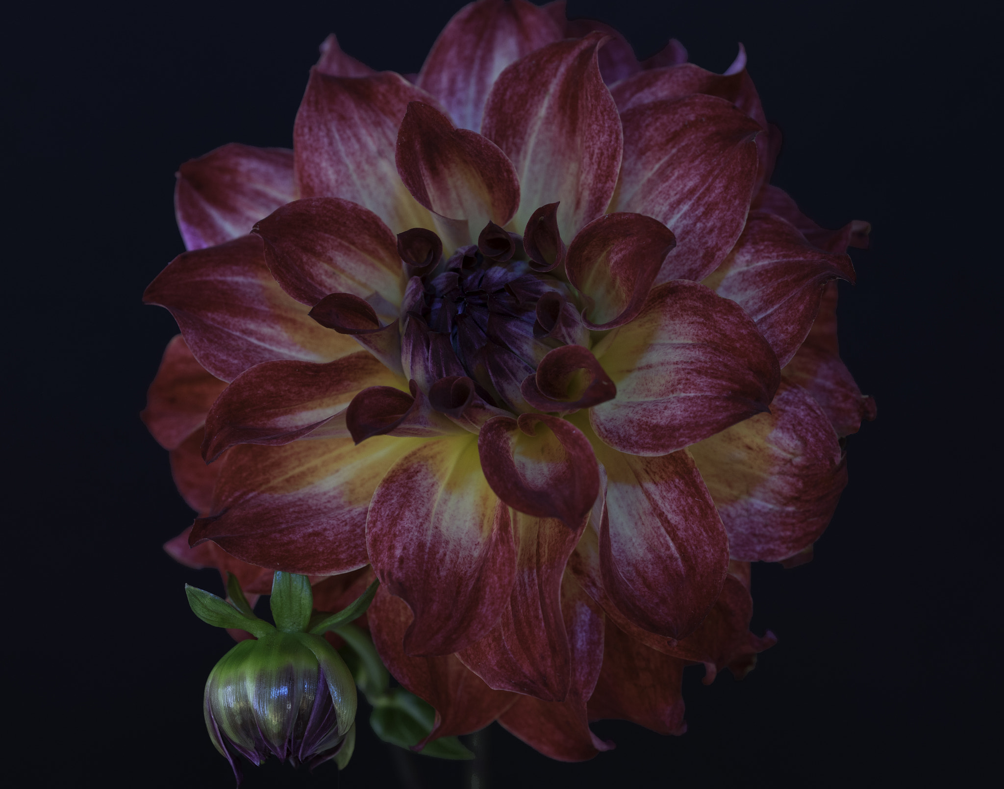 Sony a7 sample photo. Red & yellow dahlia. photography