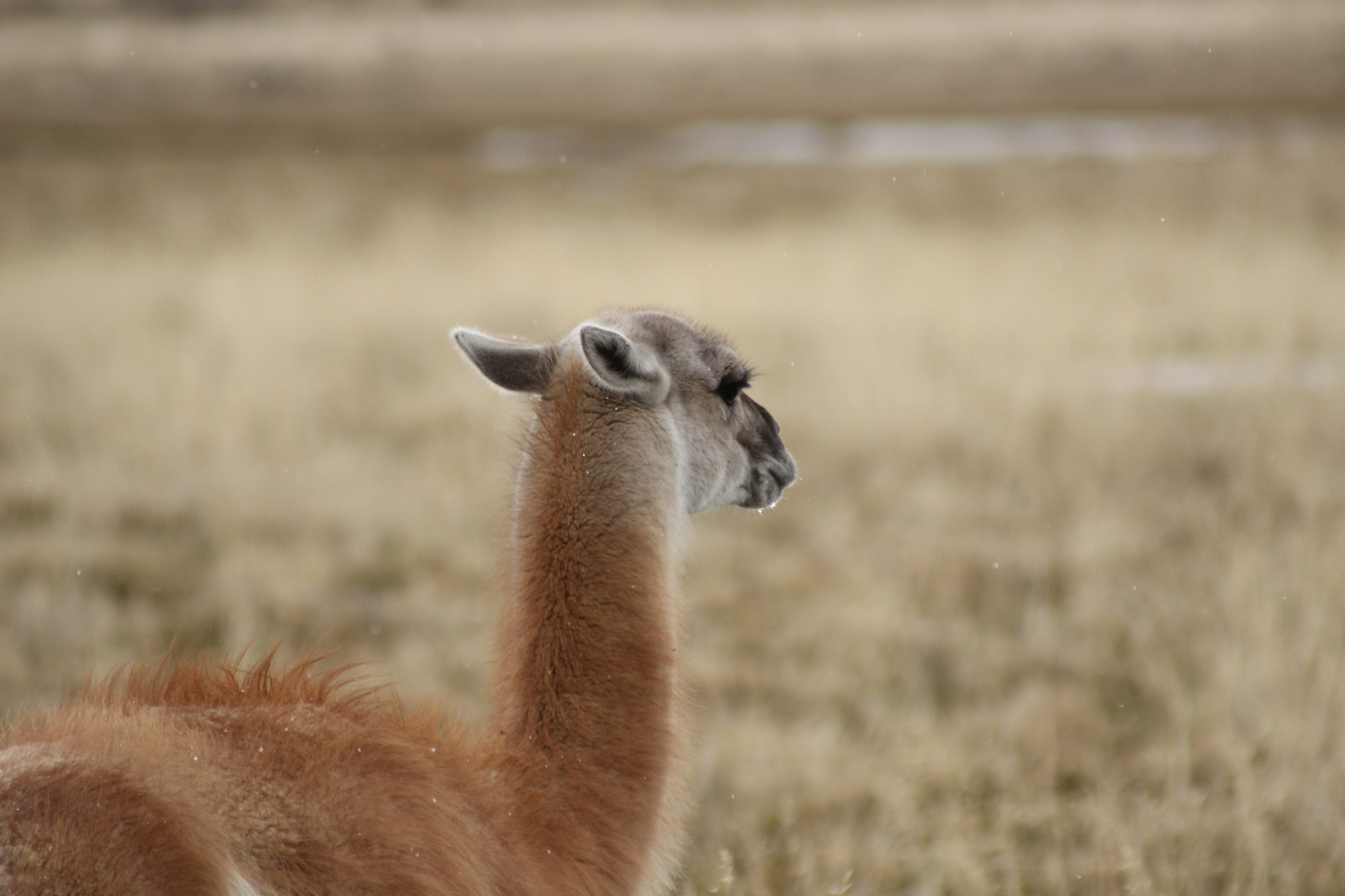 Canon EF 100-300mm F4.5-5.6 USM sample photo. Img photography