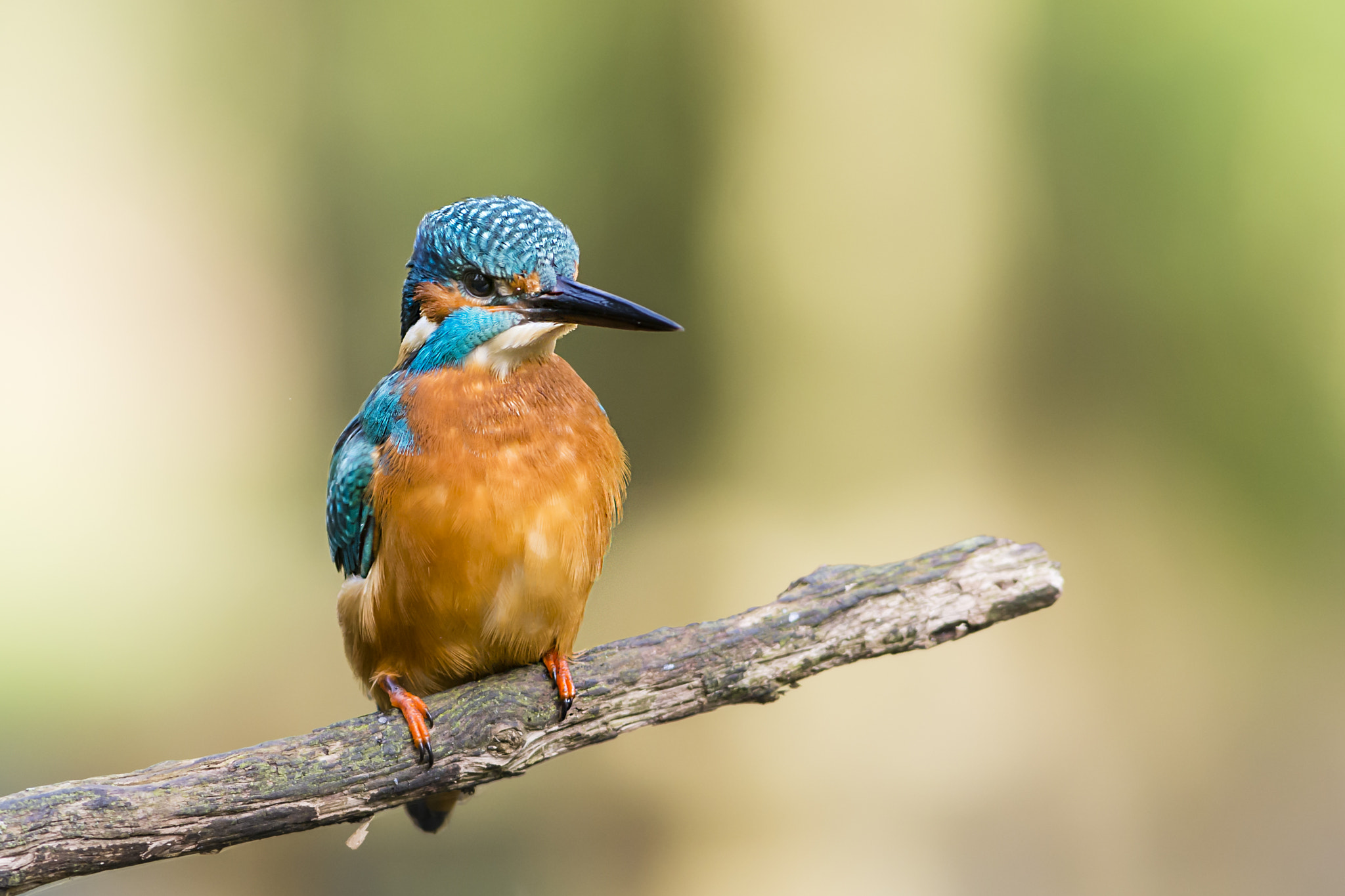 Nikon AF-S Nikkor 300mm F2.8G ED VR II sample photo. Kingfisher photography
