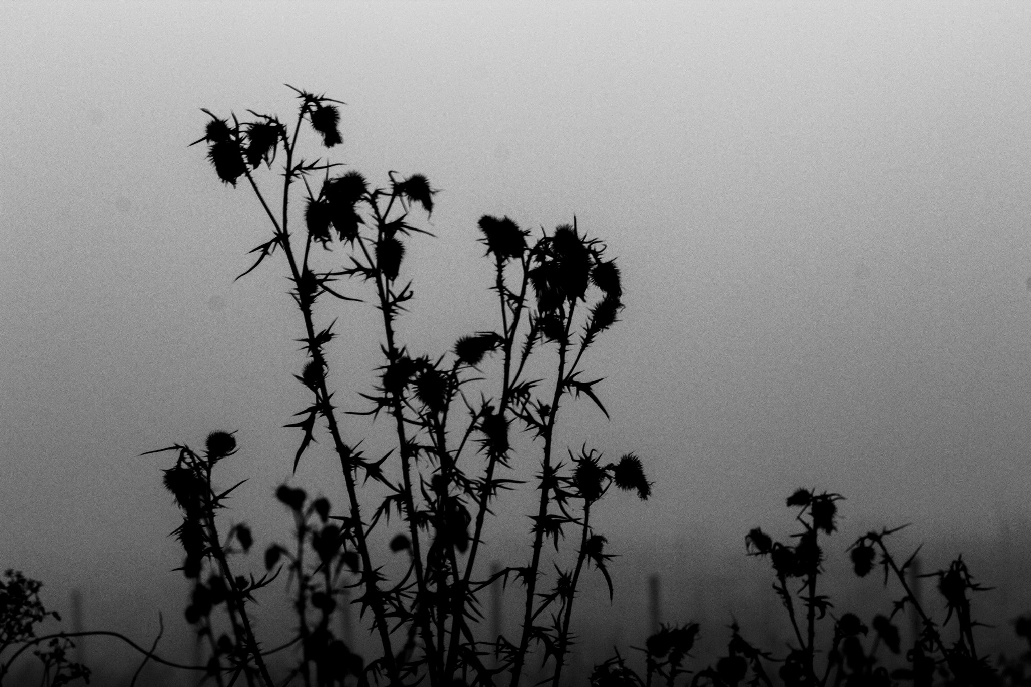 Canon EF 100mm F2.8 Macro USM sample photo. The shadow of thistle photography