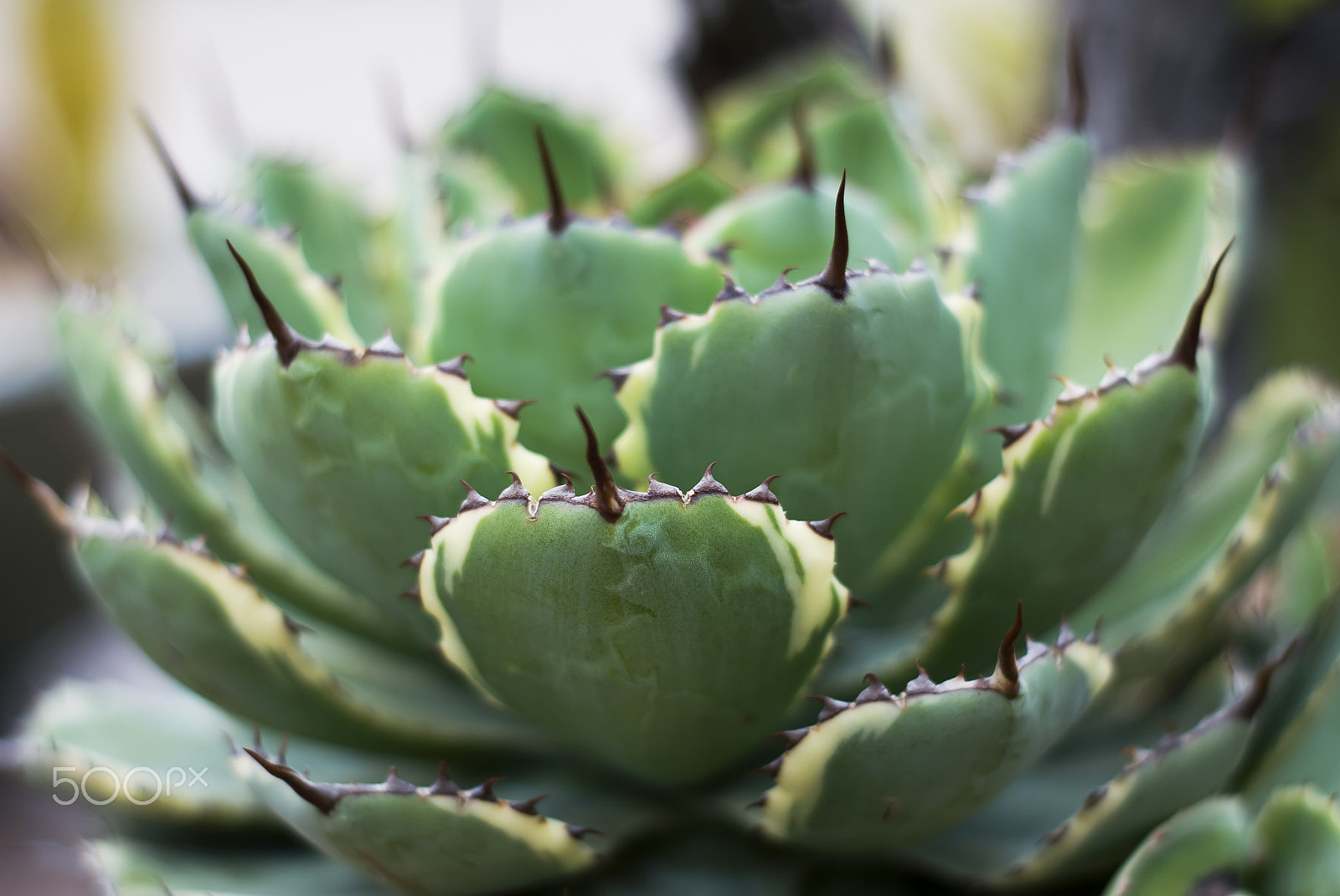 Nikon D60 + Nikon AF Nikkor 50mm F1.8D sample photo. Succulent photography