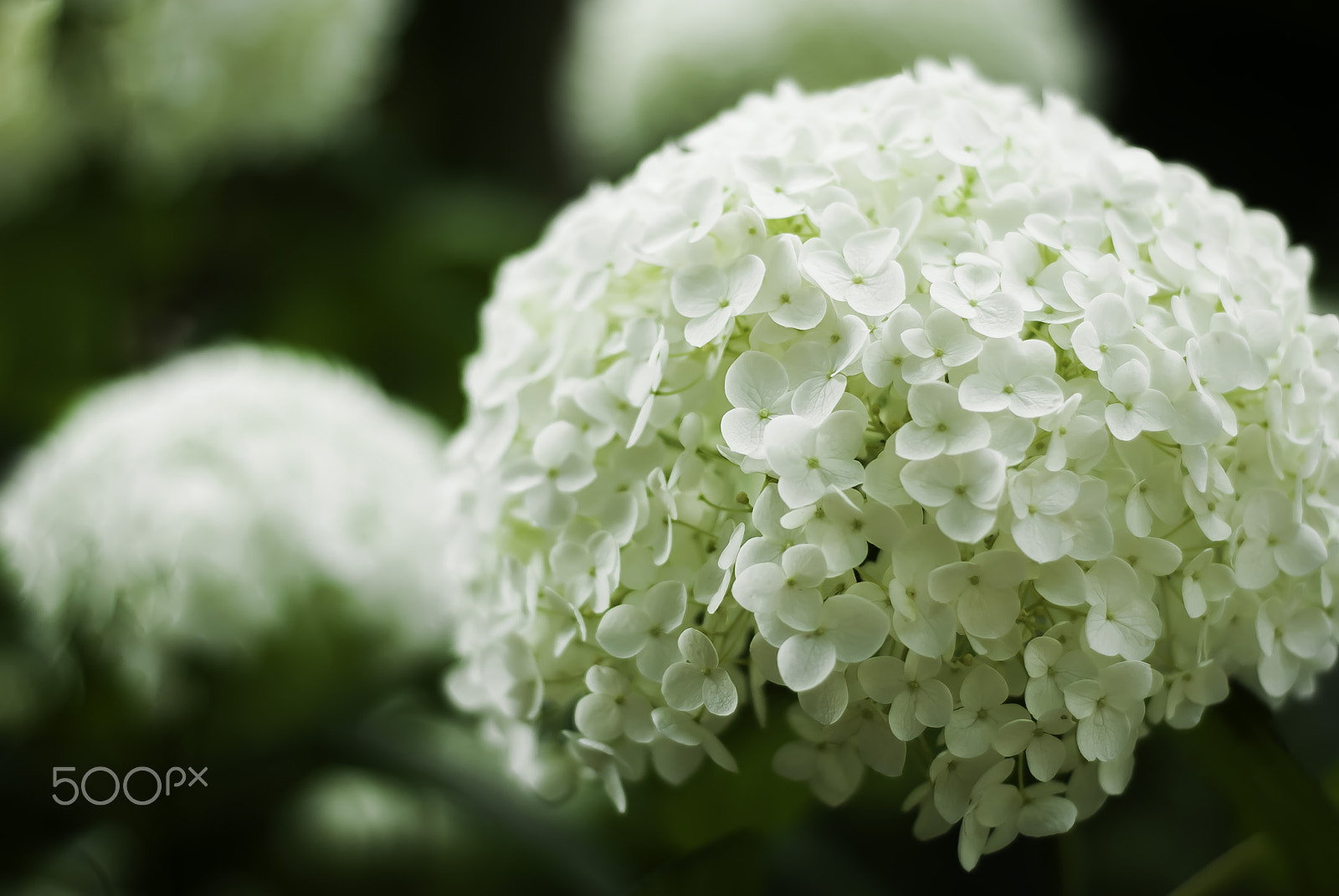 Nikon D60 + Nikon AF Nikkor 50mm F1.8D sample photo. White hydrangea photography