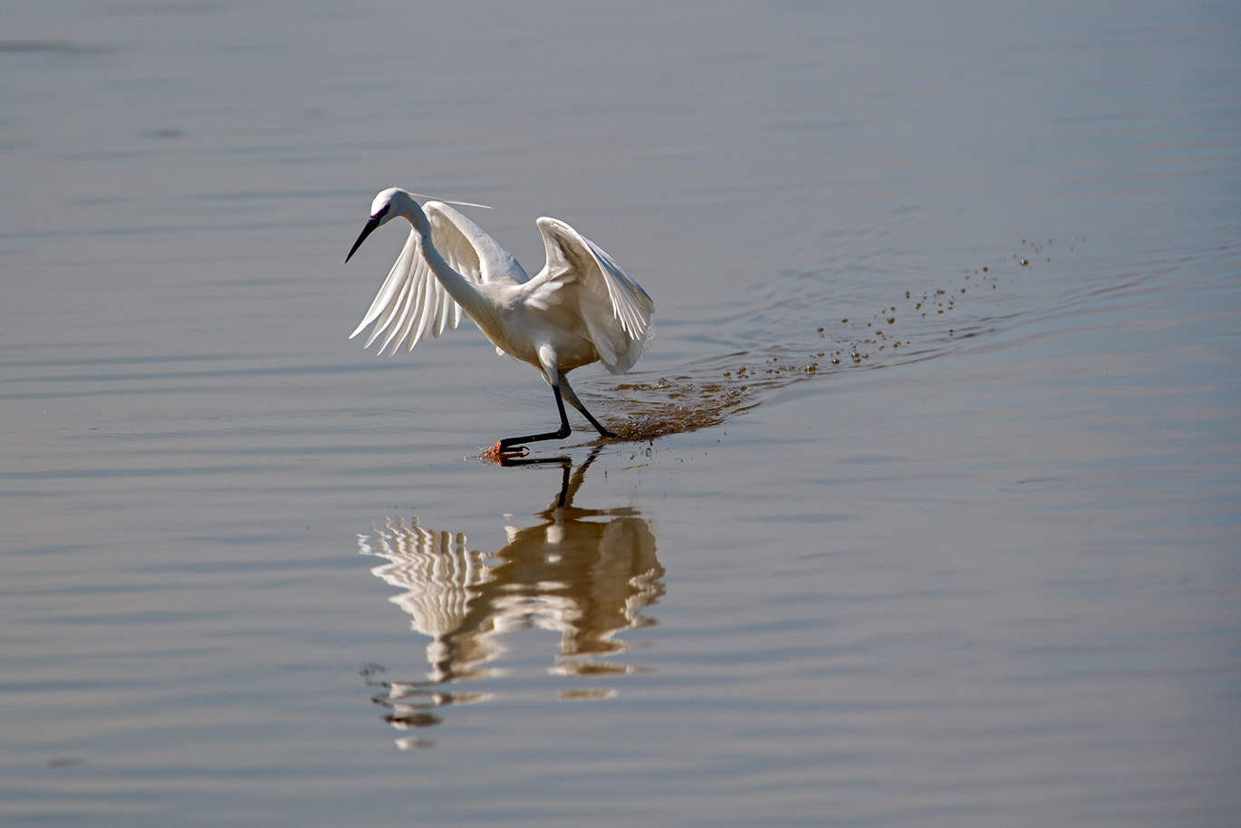 Nikon AF-S Nikkor 300mm F2.8G ED-IF VR sample photo. Auf der jagd photography