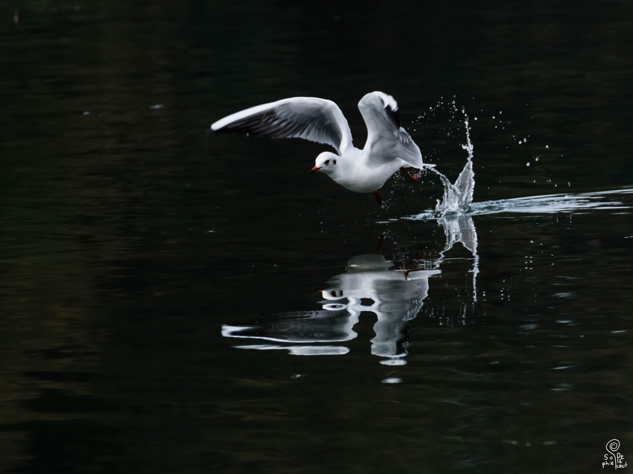 XF100-400mmF4.5-5.6 R LM OIS WR + 1.4x sample photo. Dscf photography