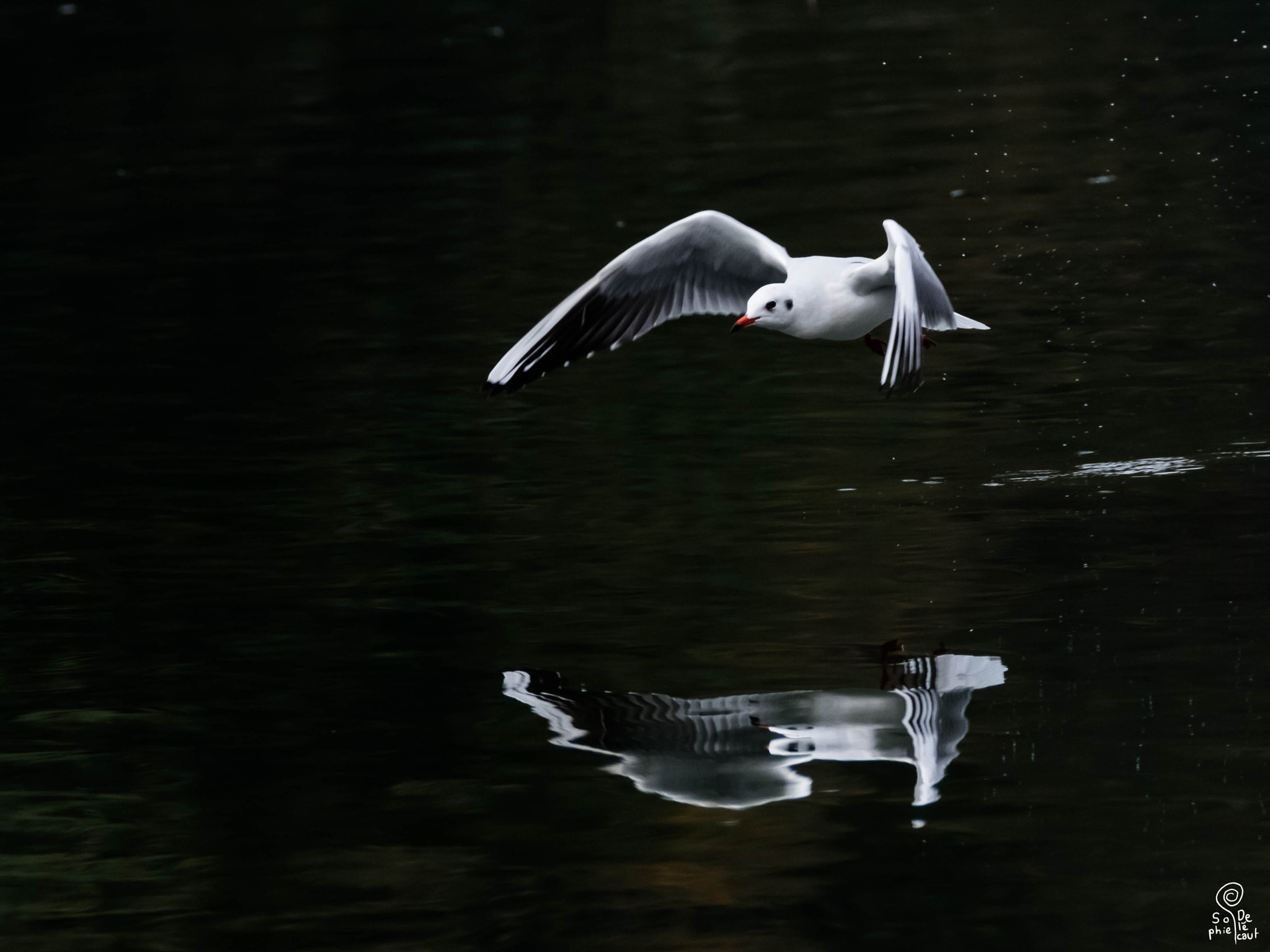 XF100-400mmF4.5-5.6 R LM OIS WR + 1.4x sample photo. Dscf photography
