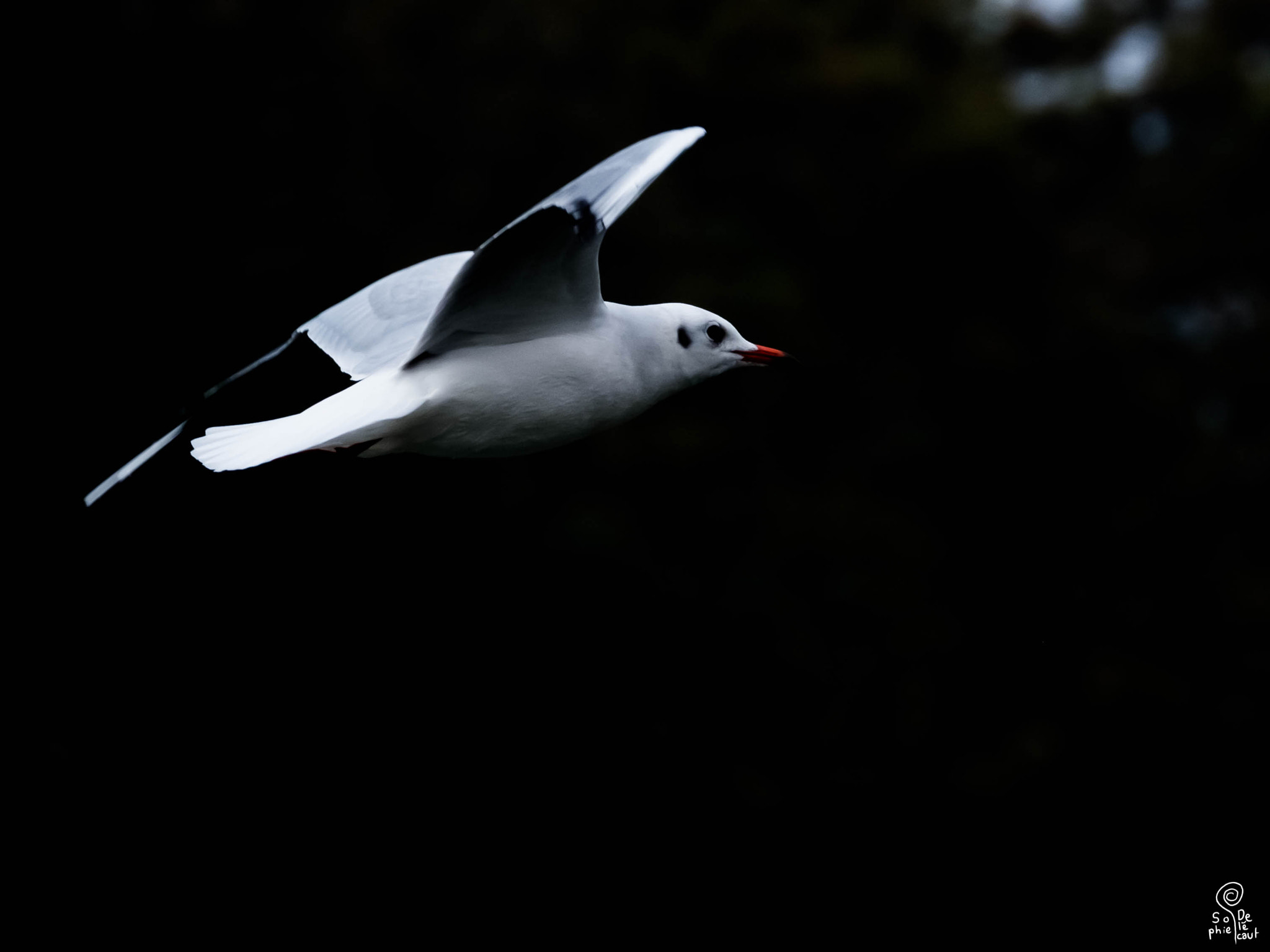 XF100-400mmF4.5-5.6 R LM OIS WR + 1.4x sample photo. Dscf photography