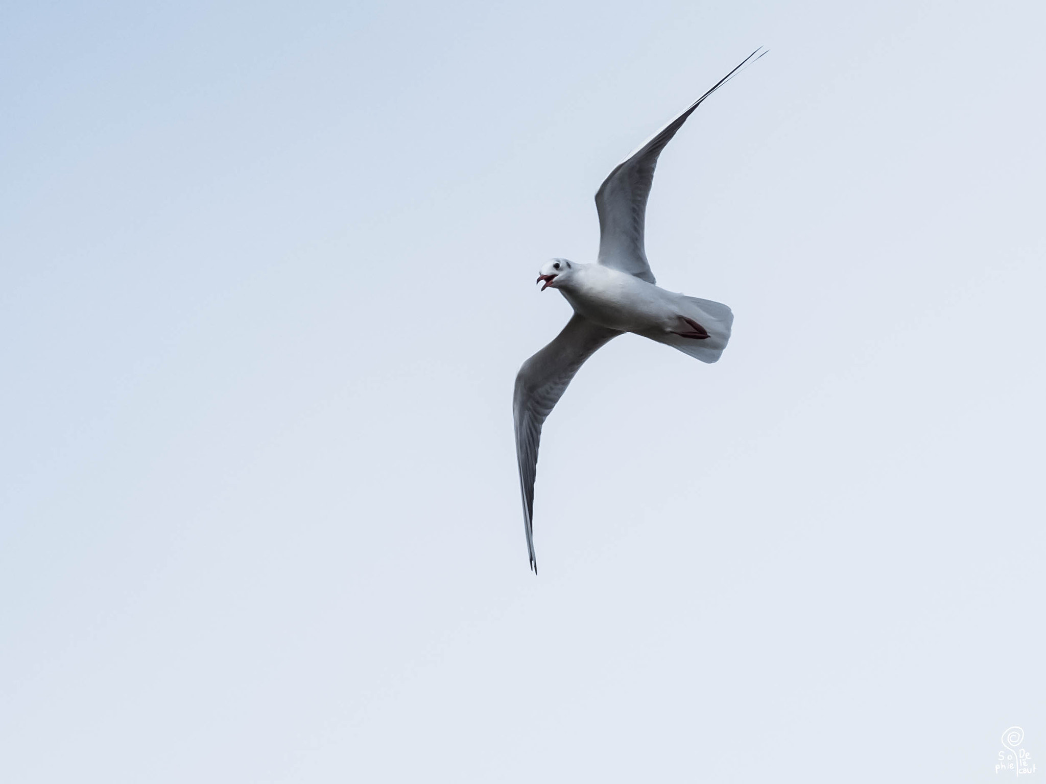 XF100-400mmF4.5-5.6 R LM OIS WR + 1.4x sample photo. Dscf photography