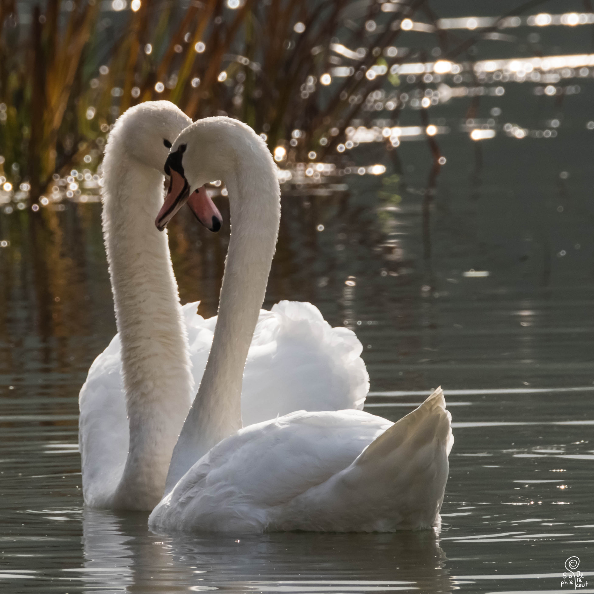 XF100-400mmF4.5-5.6 R LM OIS WR + 1.4x sample photo. Dscf photography