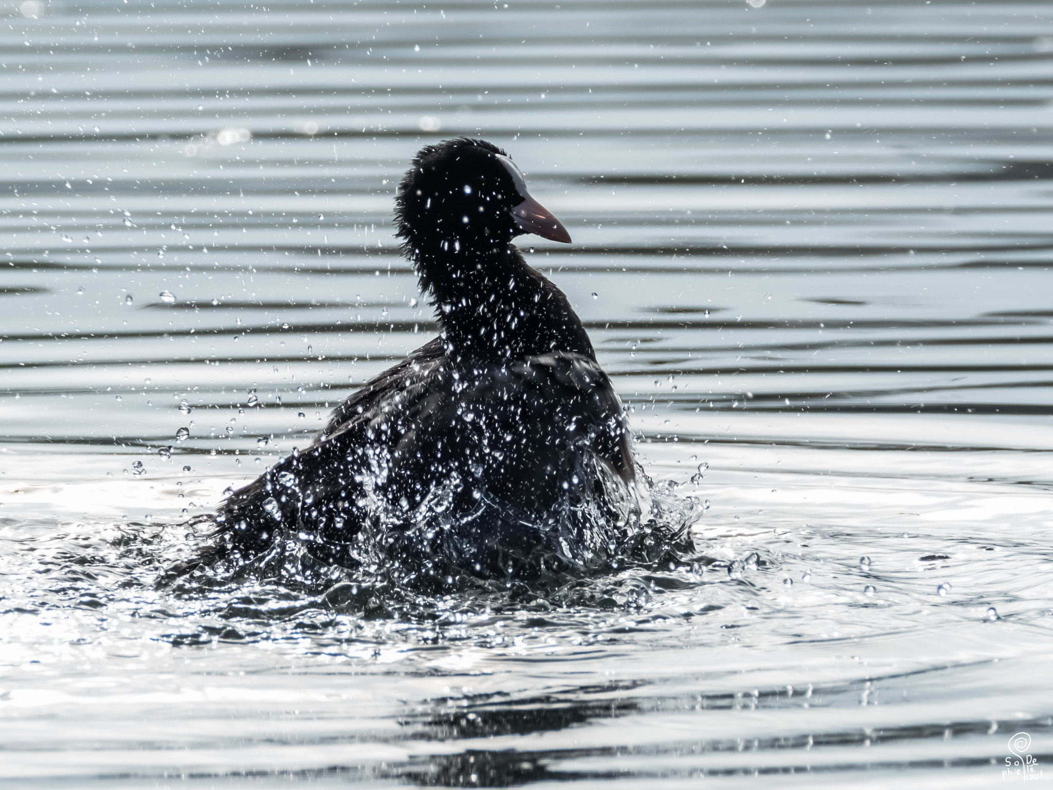 XF100-400mmF4.5-5.6 R LM OIS WR + 1.4x sample photo. Dscf photography