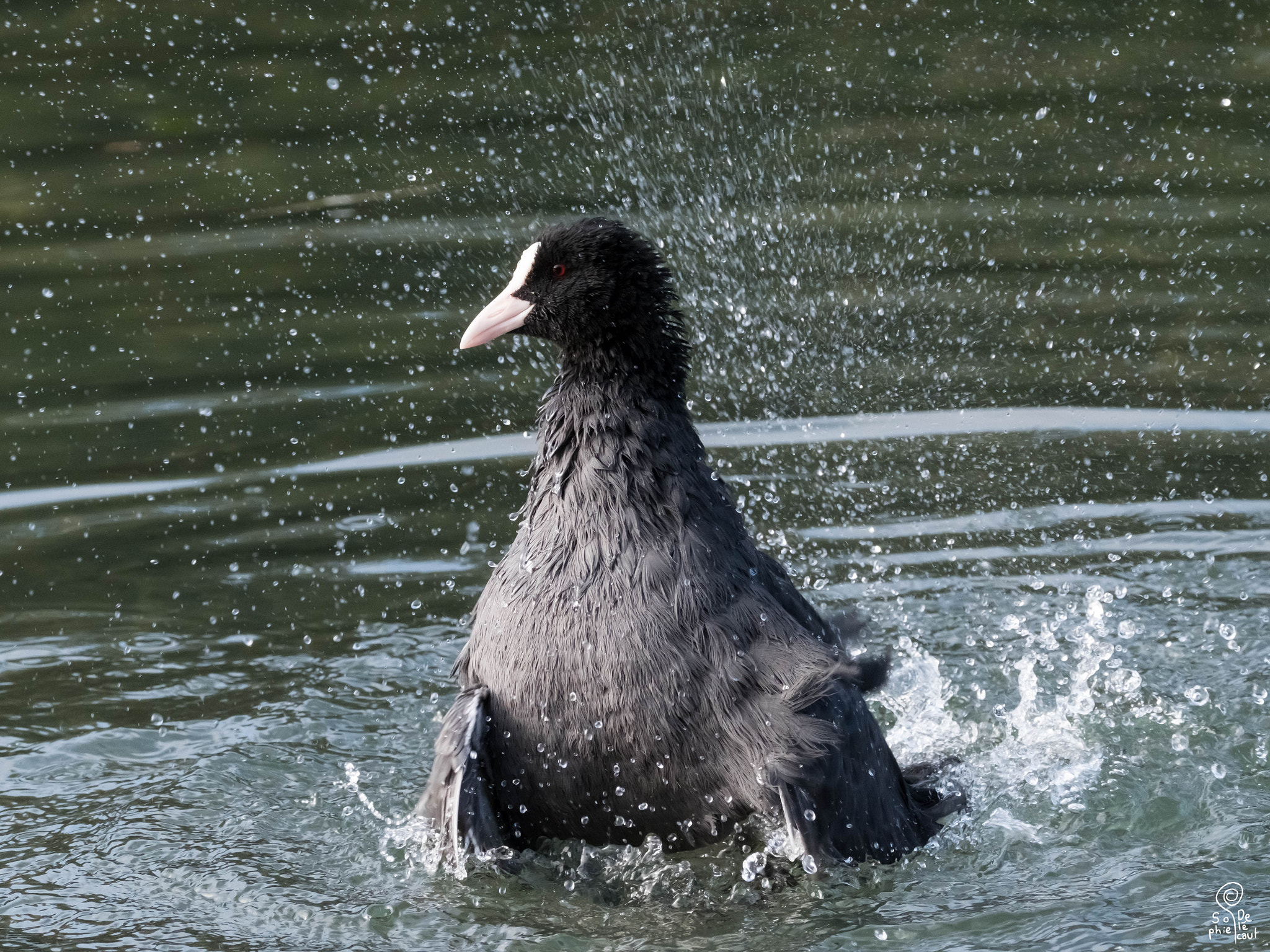 XF100-400mmF4.5-5.6 R LM OIS WR + 1.4x sample photo. Dscf photography