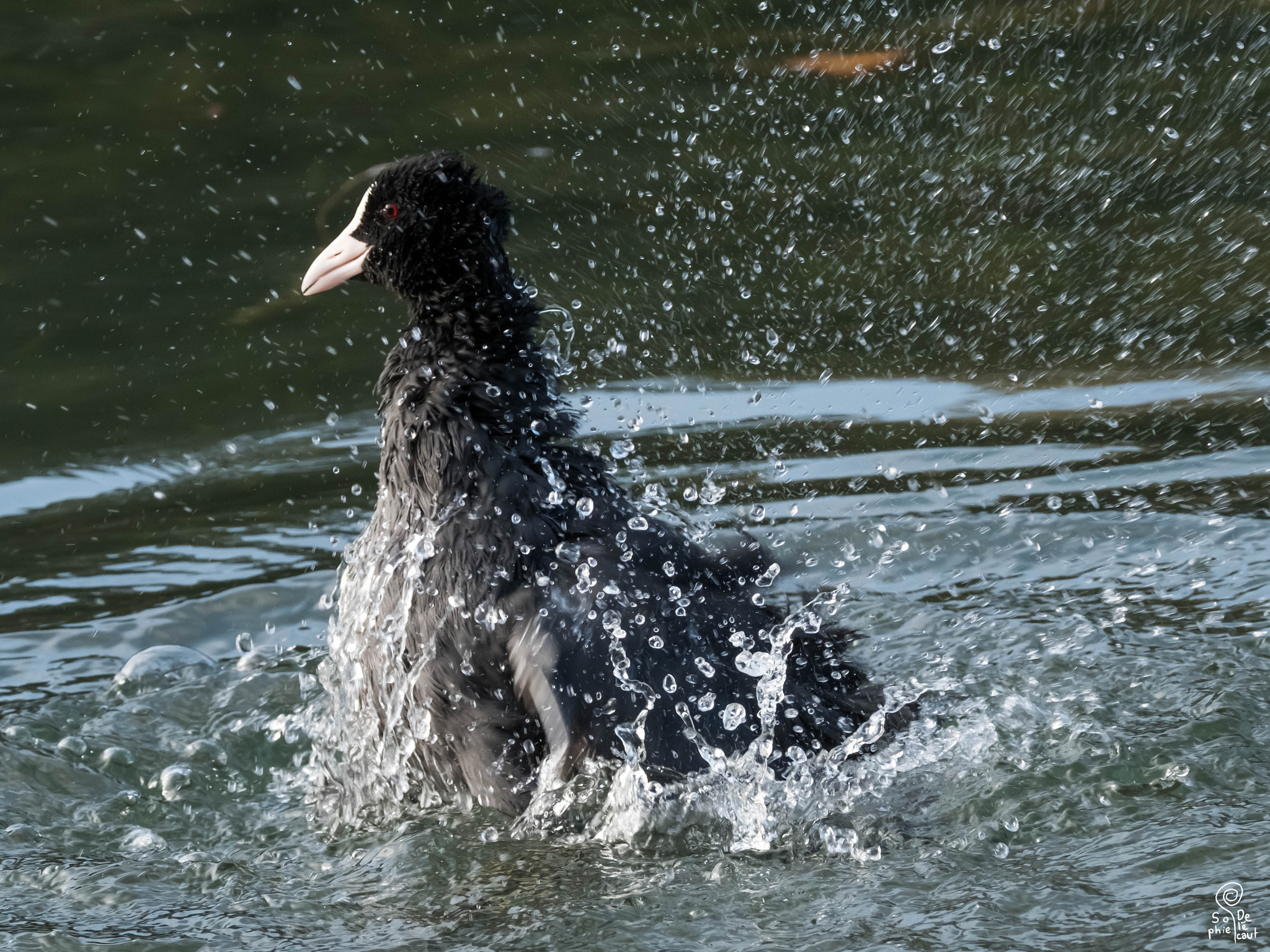 XF100-400mmF4.5-5.6 R LM OIS WR + 1.4x sample photo. Dscf photography
