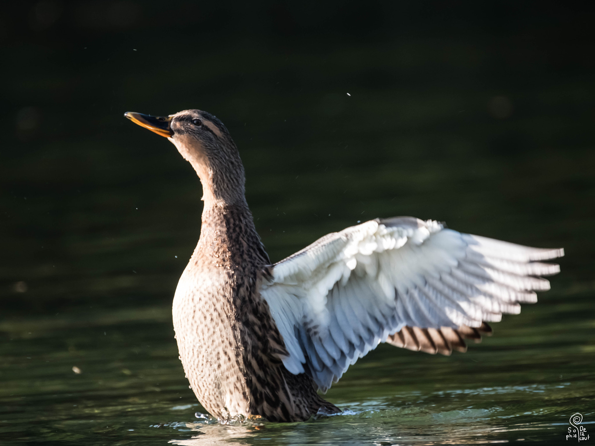 XF100-400mmF4.5-5.6 R LM OIS WR + 1.4x sample photo. Dscf photography