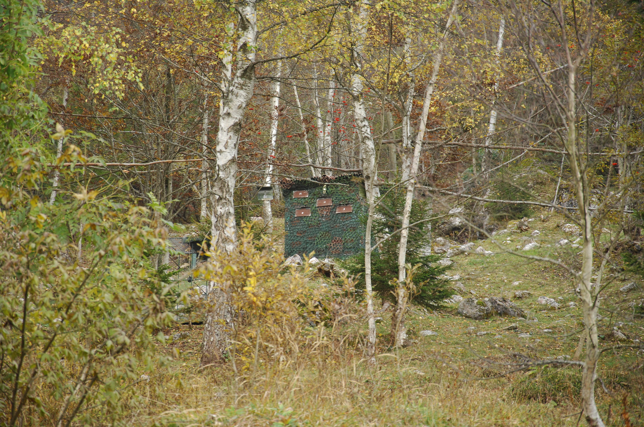 Nikon D2X sample photo