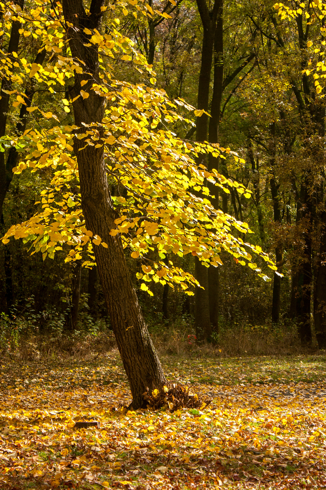 Canon EOS 30D sample photo. Img photography