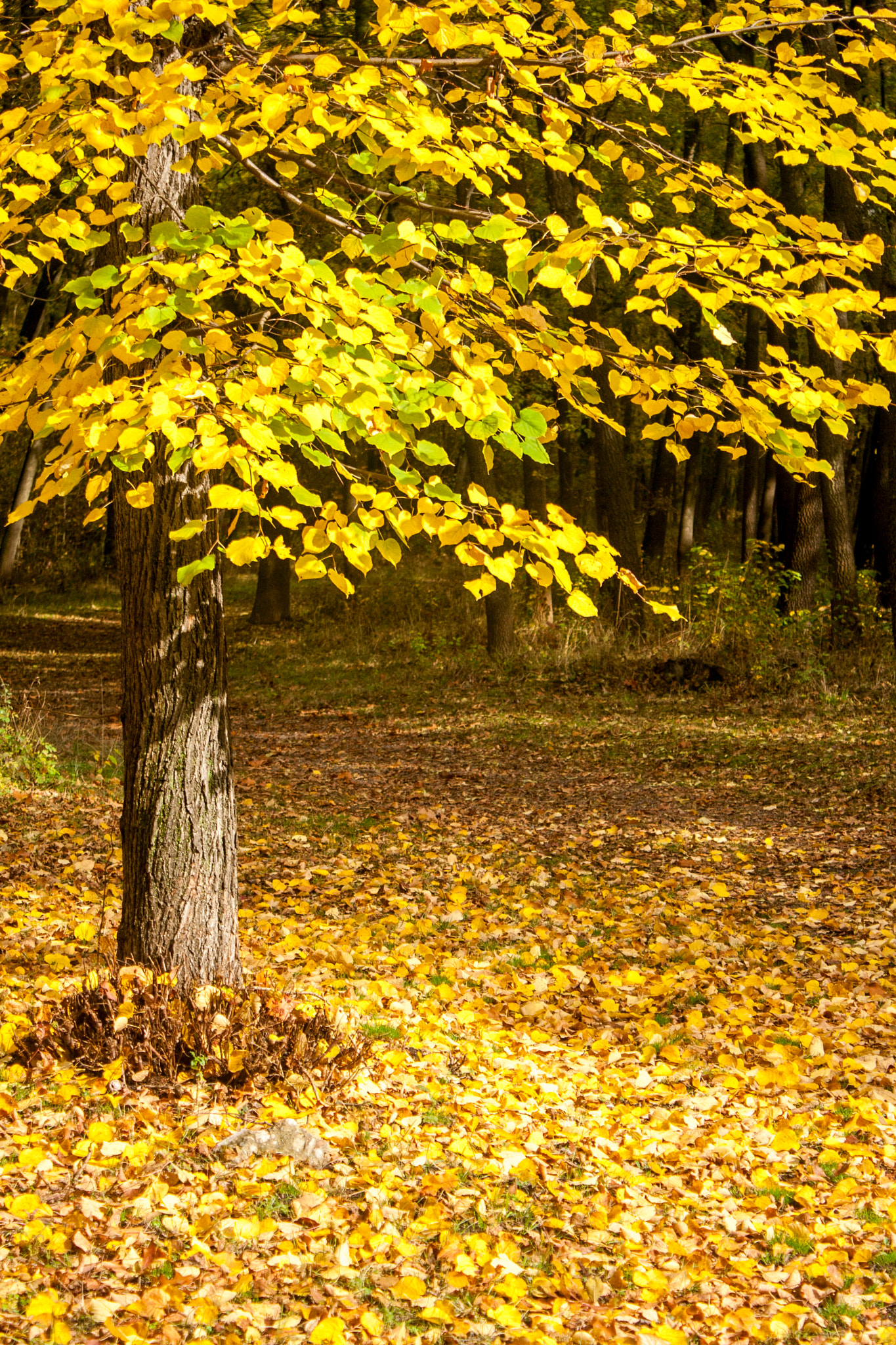 Canon EOS 30D sample photo. Autumn leaves photography