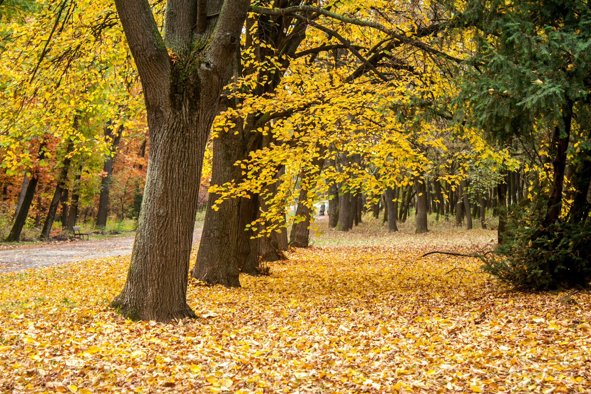 Canon EOS 30D sample photo. Autumn photography