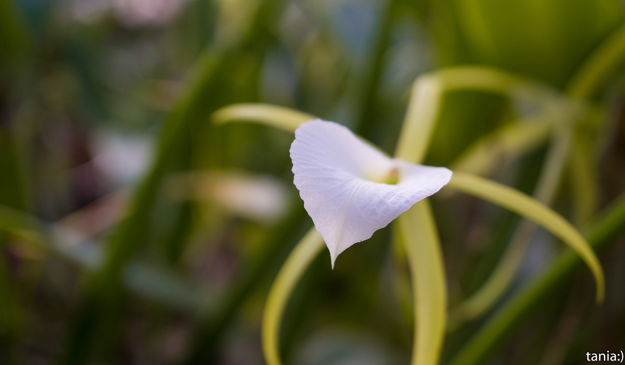 Sony E 30mm F3.5 Macro sample photo. Orchid 3 photography